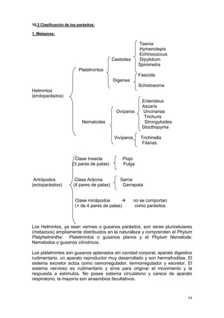 10.3 Clasificación de los parásitos:

1. Metazoos:

                                                           Taenia
                                                           Hymenolepis
                                                           Echinococcus
                                            Cestodes       Dipylidium
                                                           Spirometra
                          Platelmintos
                                                           Fasciola
                                            Digenea
                                                           Schistosoma
Helmintos
(endoparásitos)
                                                            Enterobius
                                                            Ascaris
                                             Ovíparos       Uncinarias
                                                             Trichuris
                            Nematodes                        Strongyloides
                                                            Diocthopyma

                                             Vivíparos      Trichinella
                                                             Filarias


                        Clase Insecta             Piojo
                       (3 pares de patas)         Pulga


 Artrópodos             Clase Arácnia          Sarna
(ectoparásitos)        (4 pares de patas)       Garrapata


                        Clase miriápodos                 no se comportan
                        (+ de 4 pares de patas)           como parásitos



Los Helmintos, ya sean vermes o gusanos parásitos, son seres pluricelulares
(metazoos) ampliamente distribuidos en la naturaleza y comprenden el Phylum
Platyhelmintha: Platelmintos o gusanos planos y el Phylum Nematoda:
Nematodos o gusanos cilíndricos.

Los platelmintos son gusanos aplanados sin cavidad corporal, aparato digestivo
rudimentario, un aparato reproductor muy desarrollado y son hermafroditas. El
sistema excretor actúa como osmorregulador, termorregulador y excretor. El
sistema nervioso es rudimentario y sirve para originar el movimiento y la
respuesta a estímulos. No posee sistema circulatorio y carece de aparato
respiratorio, la mayoría son anaerobios facultativos.



                                                                             64
 