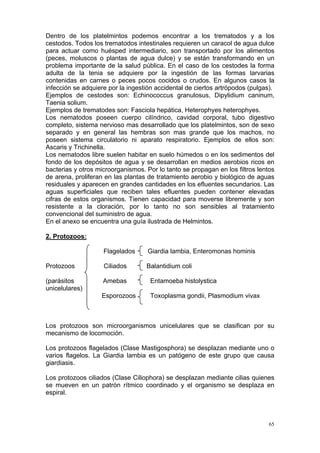 Dentro de los platelmintos podemos encontrar a los trematodos y a los
cestodos. Todos los trematodos intestinales requieren un caracol de agua dulce
para actuar como huésped intermediario, son transportado por los alimentos
(peces, moluscos o plantas de agua dulce) y se están transformando en un
problema importante de la salud pública. En el caso de los cestodes la forma
adulta de la tenia se adquiere por la ingestión de las formas larvarias
contenidas en carnes o peces pocos cocidos o crudos. En algunos casos la
infección se adquiere por la ingestión accidental de ciertos artrópodos (pulgas).
Ejemplos de cestodes son: Echinococcus granulosus, Dipylidium caninum,
Taenia solium.
Ejemplos de trematodes son: Fasciola hepática, Heterophyes heterophyes.
Los nematodos poseen cuerpo cilíndrico, cavidad corporal, tubo digestivo
completo, sistema nervioso mas desarrollado que los platelmintos, son de sexo
separado y en general las hembras son mas grande que los machos, no
poseen sistema circulatorio ni aparato respiratorio. Ejemplos de ellos son:
Ascaris y Trichinella.
Los nematodos libre suelen habitar en suelo húmedos o en los sedimentos del
fondo de los depósitos de agua y se desarrollan en medios aerobios ricos en
bacterias y otros microorganismos. Por lo tanto se propagan en los filtros lentos
de arena, proliferan en las plantas de tratamiento aerobio y biológico de aguas
residuales y aparecen en grandes cantidades en los efluentes secundarios. Las
aguas superficiales que reciben tales efluentes pueden contener elevadas
cifras de estos organismos. Tienen capacidad para moverse libremente y son
resistente a la cloración, por lo tanto no son sensibles al tratamiento
convencional del suministro de agua.
En el anexo se encuentra una guía ilustrada de Helmintos.

2. Protozoos:

                    Flagelados      Giardia lambia, Enteromonas hominis

Protozoos           Ciliados       Balantidium coli

(parásitos          Amebas           Entamoeba histolystica
unicelulares)
                   Esporozoos        Toxoplasma gondii, Plasmodium vivax



Los protozoos son microorganismos unicelulares que se clasifican por su
mecanismo de locomoción.

Los protozoos flagelados (Clase Mastigosphora) se desplazan mediante uno o
varios flagelos. La Giardia lambia es un patógeno de este grupo que causa
giardiasis.

Los protozoos ciliados (Clase Ciliophora) se desplazan mediante cilias quienes
se mueven en un patrón rítmico coordinado y el organismo se desplaza en
espiral.



                                                                               65
 