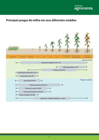 11
Spodoptera frugiperda (V0 - R4)
percevejos (V0-V4)
Helicoverpa zea (R1 - R4)
Diabrotica speciosa (V0-V12)
cigarrinhas - Alabama argillacea - cupins
Elasmopalpus lignosellus(V0-V4)
Conoderus scalaris (V0-V8)
Agrotis ipsilon (V0-V4)
Anomala testaceipennis (V0-V8)
Astylus variegatus (V0-V8)
Diatraea saccharalis
Principais pragas do milho em seus diferentes estádios
Pragas primárias
Pragas secundárias
 
