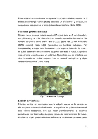 Estas se localizan normalmente en aguas de poca profundidad no mayores de 2
brazas; sin embargo Fuentes (1965), establece un área entre 1 y 5 brazas, no
dudando que esto ocurra a lo largo de la costa campechana (Solís, 1967).


Caracteres generales del huevo
Octopus maya, presenta huevos grandes (17 mm de largo y 4.5 mm de ancho),
son piriformes y de color blanco lechoso, cuando son recién depositados. Su
número por puesta oscila entre 1,500 y 2,000 (Solís 1967); Van Heukelem
(1977) encontró hasta 5,000 huevecillos en hembras cultivadas. Por
transparencia y a simple vista, de acuerdo con la etapa de desarrollo del huevo,
se puede observarse el saco vitelino ocupando casi todo el huevo. La porción
mas estrecha se continua por un pedúnculo filamentoso, que se entrelaza con
otros formando un cordón compacto, con un material mucilaginoso y algas
verdes macroscópicas (Solís, 1967).




                          Fig. 7. Huevos de O. maya

Eclosión o avivamiento
Estudios previos han demostrado que la eclosión normal de la especie se
efectúa por el extremo distal del huevo. La mayoría de los pulpos avivan con el
saco vitelino reabsorbido. Los que nacen prematuramente, lo absorben
parcialmente y se desprende a los pocos minutos de haber emergido del huevo.
Al avivar un pulpo, presenta las características de un adulto en pequeños, pues



                                                                             11
 