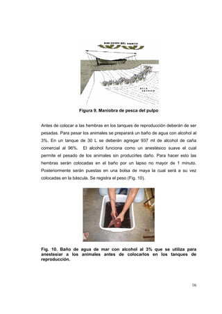 Figura 9. Maniobra de pesca del pulpo


Antes de colocar a las hembras en los tanques de reproducción deberán de ser
pesadas. Para pesar los animales se preparará un baño de agua con alcohol al
3%. En un tanque de 30 L se deberán agregar 937 ml de alcohol de caña
comercial al 96%.     El alcohol funciona como un anestésico suave el cual
permite el pesado de los animales sin producirles daño. Para hacer esto las
hembras serán colocadas en el baño por un lapso no mayor de 1 minuto.
Posteriormente serán puestas en una bolsa de maya la cual será a su vez
colocadas en la báscula. Se registra el peso (Fig. 10).




Fig. 10. Baño de agua de mar con alcohol al 3% que se utiliza para
anestesiar a los animales antes de colocarlos en los tanques de
reproducción.




                                                                         16
 