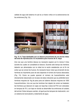 calidad de agua del sistema el cual es un factor crítico en la sobrevivencia de
los embriones (Fig. 12).




                                 A                                         B


Fig. 12. A. Tapa deslizable con un desove proveniente de uno de los nidos
del área de reproducción. B. Incubadora para huevos de O. maya

Una vez que una hembra desova es necesario esperar por lo menos 5 días
durante los cuales se completará el desove. Durante este tiempo las hembras
deberán ser alimentadas con la mitad de la ración establecida con el fin de
evitar que se coman los huevos. Es necesario hacer notar que el tamaño de las
hembras es importante pues de esto depende el número de huevos desovados
(Fig. 13). Como se puede apreciar el número de huevos/hembra esta
directamente relacionado con el peso de éstas indicando que es preferible tener
hembras mayores de 1kg de peso para así obtener desoves mayores de 1000
huevos/hembras. Una vez que las hembras han dejado de comer se trasladan
las hembras que desovan en cajas con tapa fija o tubos de PVC son colocadas
en tanques de 70 L con tapa en donde se desarrollan los embriones al cuidado
del animal. Estos tanques cuentan, al igual que los tanques de maduración, con
un sistema de recirculación y tratamiento de agua.



                                                                            18
 