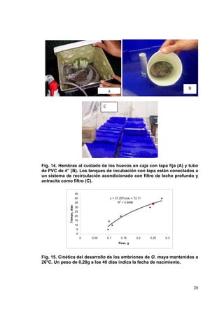 B
                                                A


                                            C




Fig. 14. Hembras al cuidado de los huevos en caja con tapa fija (A) y tubo
de PVC de 4” (B). Los tanques de incubación con tapa están conectados a
un sistema de recirculación acondicionado con filtro de lecho profundo y
antracita como filtro (C).

                            45
                            40                    y = 27.257Ln(x) + 72.11
                            35                          R2 = 0.9466
             Tiempo, dias




                            30
                            25
                            20
                            15
                            10
                            5
                            0
                                 0   0.05       0.1       0.15       0.2    0.25   0.3
                                                        Peso, g




Fig. 15. Cinética del desarrollo de los embriones de O. maya mantenidos a
26°C. Un peso de 0.28g a los 40 días indica la fecha de nacimiento.




                                                                                             20
 