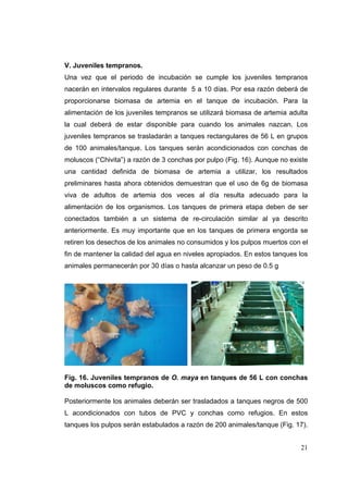 V. Juveniles tempranos.
Una vez que el periodo de incubación se cumple los juveniles tempranos
nacerán en intervalos regulares durante 5 a 10 días. Por esa razón deberá de
proporcionarse biomasa de artemia en el tanque de incubación. Para la
alimentación de los juveniles tempranos se utilizará biomasa de artemia adulta
la cual deberá de estar disponible para cuando los animales nazcan. Los
juveniles tempranos se trasladarán a tanques rectangulares de 56 L en grupos
de 100 animales/tanque. Los tanques serán acondicionados con conchas de
moluscos (“Chivita”) a razón de 3 conchas por pulpo (Fig. 16). Aunque no existe
una cantidad definida de biomasa de artemia a utilizar, los resultados
preliminares hasta ahora obtenidos demuestran que el uso de 6g de biomasa
viva de adultos de artemia dos veces al día resulta adecuado para la
alimentación de los organismos. Los tanques de primera etapa deben de ser
conectados también a un sistema de re-circulación similar al ya descrito
anteriormente. Es muy importante que en los tanques de primera engorda se
retiren los desechos de los animales no consumidos y los pulpos muertos con el
fin de mantener la calidad del agua en niveles apropiados. En estos tanques los
animales permanecerán por 30 días o hasta alcanzar un peso de 0.5 g




Fig. 16. Juveniles tempranos de O. maya en tanques de 56 L con conchas
de moluscos como refugio.

Posteriormente los animales deberán ser trasladados a tanques negros de 500
L acondicionados con tubos de PVC y conchas como refugios. En estos
tanques los pulpos serán estabulados a razón de 200 animales/tanque (Fig. 17).


                                                                            21
 