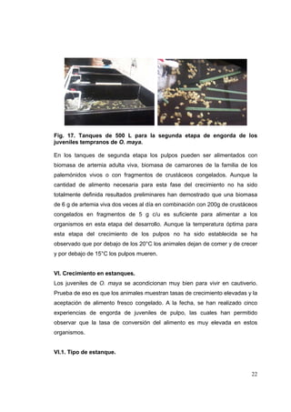 Fig. 17. Tanques de 500 L para la segunda etapa de engorda de los
juveniles tempranos de O. maya.

En los tanques de segunda etapa los pulpos pueden ser alimentados con
biomasa de artemia adulta viva, biomasa de camarones de la familia de los
palemónidos vivos o con fragmentos de crustáceos congelados. Aunque la
cantidad de alimento necesaria para esta fase del crecimiento no ha sido
totalmente definida resultados preliminares han demostrado que una biomasa
de 6 g de artemia viva dos veces al día en combinación con 200g de crustáceos
congelados en fragmentos de 5 g c/u es suficiente para alimentar a los
organismos en esta etapa del desarrollo. Aunque la temperatura óptima para
esta etapa del crecimiento de los pulpos no ha sido establecida se ha
observado que por debajo de los 20°C los animales dejan de comer y de crecer
y por debajo de 15°C los pulpos mueren.


VI. Crecimiento en estanques.
Los juveniles de O. maya se acondicionan muy bien para vivir en cautiverio.
Prueba de eso es que los animales muestran tasas de crecimiento elevadas y la
aceptación de alimento fresco congelado. A la fecha, se han realizado cinco
experiencias de engorda de juveniles de pulpo, las cuales han permitido
observar que la tasa de conversión del alimento es muy elevada en estos
organismos.


VI.1. Tipo de estanque.


                                                                          22
 