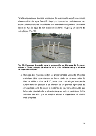 Para la producción de biomasa se requiere de un ambiente que ofrezca refugio
y buena calidad del agua. Con el fin de proporcionar ambas condiciones se han
estado utilizando tanques circulares de 5 m de diámetro acoplados a un sistema
abierto de flujo de agua de mar, aireación constante, refugios y un sistema de
recirculación (Fig. 18).




Fig. 18. Estanque diseñado para la producción de biomasa de O. maya.
Nótese la fila de refugios localizados en la orilla del estanque y el sistema
de aireación al centro.

   a. Refugios. Los refugios pueden ser proporcionados utilizando diferentes
       materiales tales como macetas de barro, blocks de cemento, cajas de
       fibra de vidrio y tubos de PVC, entre otros. Los refugios cumplen la
       función tanto de proteger a los animales de las posibles agresiones de
       otros pulpos como de reducir la incidencia de luz. Se ha observado que
       la luz solar directa inhibe la alimentación y por tanto el crecimiento de los
       animales indicando que los refugios ayudan a proporcionar un hábitat
       más apropiado.




                                                                                 23
 