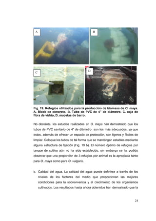 A                                          B




                                        D
 C




Fig. 19. Refugios utilizados para la producción de biomasa de O. maya.
A. Block de concreto, B. Tubo de PVC de 4” de diámetro, C. caja de
fibra de vidrio, D. macetas de barro.

No obstante, los estudios realizados en O. maya han demostrado que los
tubos de PVC sanitario de 4” de diámetro son los más adecuados, ya que
estos, además de ofrecer un espacio de protección, son ligeros y fáciles de
limpiar. Coloque los tubos de tal forma que se mantengan estables mediante
alguna estructura de fijación (Fig. 19 b). El número óptimo de refugios por
tanque de cultivo aún no ha sido establecido, sin embargo se ha podido
observar que una proporción de 3 refugios por animal es la apropiada tanto
para O. maya como para O. vulgaris.


b. Calidad del agua. La calidad del agua puede definirse a través de los
     niveles de los factores del medio que proporcionan las mejores
     condiciones para la sobrevivencia y el crecimiento de los organismos
     cultivados. Los resultados hasta ahora obtenidos han demostrado que la



                                                                        24
 