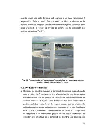 permita enviar una parte del agua del estanque a un tubo fraccionador ó
“espumador”. Este accesorio funciona como un filtro, al eliminar en la
espuma producida una gran cantidad de la materia orgánica contenida en el
agua, ayudando a reducir los niveles de amonio por la eliminación del
sustrato bacteriano (Fig. 21).




 Fig. 21. Fraccionador o “espumador” acoplado a un estanque para la
                  producción de biomasa de O. maya.

VI.2. Producción de biomasa.
a. Densidad de siembra. Aunque la densidad de siembra más adecuada
   para el cultivo de O. maya no ha sido aún establecida estudios recientes
   han demostrado que en general los cefalópodos toleran densidades de
   siembra hasta de 10 Kg/m3. Esas densidades han sido establecidas a
   partir de estudios realizados en O. vulgaris especie que es actualmente
   cultivada en sistemas de jaulas que son colocadas en el mar (Rodríguez
   et al., 2006). Tomando en consideración que el cultivo de O. maya debe
   de responder a las condiciones propias de las costas mexicanas, se
   considera que el calculo de la densidad de siembra para esta especie


                                                                        27
 