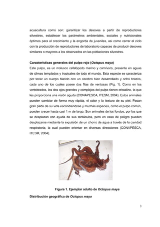 acuacultura como son: garantizar los desoves a partir de reproductores
silvestres, establecer los parámetros ambientales, sociales y nutricionales
óptimos para el crecimiento y la engorda de juveniles, asi como cerrar el ciclo
con la producción de reproductores de laboratorio capaces de producir desoves
similares o mayores a los observados en las poblaciones silvestres.


Características generales del pulpo rojo (Octopus maya)
Este pulpo, es un molusco cefalópodo marino y carnívoro, presente en aguas
de climas templados y tropicales de todo el mundo. Esta especie se caracteriza
por tener un cuerpo blando con un cerebro bien desarrollado y ocho brazos,
cada uno de los cuales posee dos filas de ventosas (Fig. 1). Como en los
vertebrados, los dos ojos grandes y complejos del pulpo tienen cristalino, lo que
les proporciona una visión aguda (CONAPESCA, ITESM, 2004). Estos animales
pueden cambiar de forma muy rápida, el color y la textura de su piel. Pasan
gran parte de su vida escondiéndose y muchas especies, como el pulpo común,
pueden crecer hasta casi 1 m de largo. Son animales de los fondos, por los que
se desplazan con ayuda de sus tentáculos, pero en caso de peligro pueden
desplazarse mediante la expulsión de un chorro de agua a través de la cavidad
respiratoria, la cual pueden orientar en diversas direcciones (CONAPESCA,
ITESM, 2004).




                  Figura 1. Ejemplar adulto de Octopus maya

Distribución geográfica de Octopus maya


                                                                               3
 
