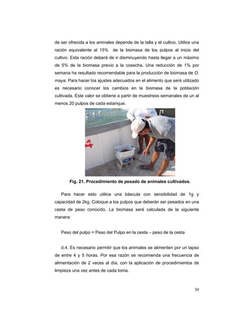 de ser ofrecida a los animales depende de la talla y el cultivo. Utilice una
ración equivalente al 15%     de la biomasa de los pulpos al inicio del
cultivo. Esta ración deberá de ir disminuyendo hasta llegar a un máximo
de 5% de la biomasa previo a la cosecha. Una reducción de 1% por
semana ha resultado recomendable para la producción de biomasa de O.
maya. Para hacer los ajustes adecuados en el alimento que será utilizado
es necesario conocer los cambios en la biomasa de la población
cultivada. Este valor se obtiene a partir de muestreos semanales de un al
menos 20 pulpos de cada estanque.




       Fig. 21. Procedimiento de pesado de animales cultivados.

   Para hacer esto utilice una báscula con sensibilidad de 1g y
capacidad de 2kg. Coloque a los pulpos que deberán ser pesados en una
cesta de peso conocido. La biomasa será calculada de la siguiente
manera:


   Peso del pulpo = Peso del Pulpo en la cesta – peso de la cesta


   d.4. Es necesario permitir que los animales se alimenten por un lapso
de entre 4 y 5 horas. Por esa razón se recomienda una frecuencia de
alimentación de 2 veces al día, con la aplicación de procedimientos de
limpieza una vez antes de cada toma.



                                                                         30
 