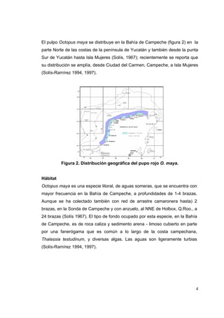 El pulpo Octopus maya se distribuye en la Bahía de Campeche (figura 2) en la
parte Norte de las costas de la península de Yucatán y también desde la punta
Sur de Yucatán hasta Isla Mujeres (Solís, 1967); recientemente se reporta que
su distribución se amplía, desde Ciudad del Carmen, Campeche, a Isla Mujeres
(Solís-Ramírez 1994, 1997).




          Figura 2. Distribución geográfica del pupo rojo O. maya.


Hábitat
Octopus maya es una especie litoral, de aguas someras, que se encuentra con
mayor frecuencia en la Bahía de Campeche, a profundidades de 1-4 brazas.
Aunque se ha colectado también con red de arrastre camaronera hasta) 2
brazas, en la Sonda de Campeche y con anzuelo, al NNE de Holbox, Q.Roo., a
24 brazas (Solís 1967). El tipo de fondo ocupado por esta especie, en la Bahía
de Campeche, es de roca caliza y sedimento arena - limoso cubierto en parte
por una fanerógama que es común a lo largo de la costa campechana,
Thalassia testudinum, y diversas algas. Las aguas son ligeramente turbias
(Solís-Ramírez 1994, 1997).




                                                                             4
 
