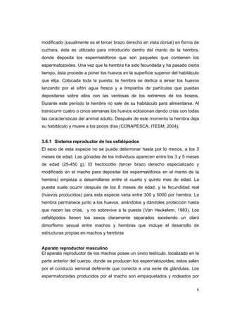 modificado (usualmente es el tercer brazo derecho en vista dorsal) en forma de
cuchara, éste es utilizado para introducirlo dentro del manto de la hembra,
donde deposita los espermatóforos que son paquetes que contienen los
espermatozoides. Una vez que la hembra ha sido fecundada y ha pasado cierto
tiempo, ésta procede a poner los huevos en la superficie superior del habitáculo
que elija. Colocada toda la puesta; la hembra se dedica a airear los huevos
lanzando por el sifón agua fresca y a limpiarlos de partículas que puedan
depositarse sobre ellos con las ventosas de los extremos de los brazos.
Durante este período la hembra no sale de su habitáculo para alimentarse. Al
transcurrir cuatro o cinco semanas los huevos eclosionan dando crías con todas
las características del animal adulto. Después de este momento la hembra deja
su habitáculo y muere a los pocos días (CONAPESCA, ITESM, 2004).


3.6.1 Sistema reproductor de los cefalópodos
El sexo de esta especie no se puede determinar hasta por lo menos, a los 3
meses de edad. Las gónadas de los individuos aparecen entre los 3 y 5 meses
de edad (25-450 g). El hectocotilo (tercer brazo derecho especializado y
modificado en el macho para depositar los espermatóforos en el manto de la
hembra) empieza a desarrollarse entre el cuarto y quinto mes de edad. La
puesta suele ocurrir después de los 8 meses de edad, y la fecundidad real
(huevos producidos) para esta especie varia entre 300 y 5000 por hembra. La
hembra permanece junto a los huevos, airándolos y dándoles protección hasta
que nacen las crías, y no sobrevive a la puesta (Van Heukelem, 1983). Los
cefalópodos tienen los sexos claramente separados existiendo un claro
dimorfismo sexual entre machos y hembras que incluye el desarrollo de
estructuras propias en machos y hembras


Aparato reproductor masculino
El aparato reproductor de los machos posee un único testículo, localizado en la
parte anterior del cuerpo, donde se producen los espermatozoides; estos salen
por el conducto seminal deferente que conecta a una serie de glándulas. Los
espermatozoides producidos por el macho son empaquetados y rodeados por


                                                                              6
 
