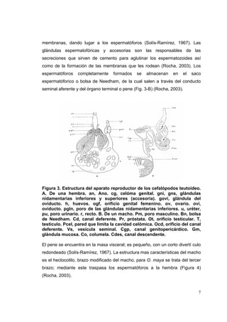 membranas, dando lugar a los espermatóforos (Solís-Ramírez, 1967). Las
glándulas espermatofóricas y accesorias son las responsables de las
secreciones que sirven de cemento para aglutinar los espermatozoides así
como de la formación de las membranas que les rodean (Rocha, 2003). Los
espermatóforos    completamente    formados    se   almacenan     en   el   saco
espermatóforico o bolsa de Needham, de la cual salen a través del conducto
seminal aferente y del órgano terminal o pene (Fig. 3-B) (Rocha, 2003).




Figura 3. Estructura del aparato reproductor de los cefalópodos teutoideo.
A. De una hembra. an, Ano. cg, celóma genital. gni, gns, glándulas
nidamentarias inferiores y superiores (accesoria). govi, glándula del
oviducto. h, huevos. ogf, orificio genital femenino. ov, ovario. ovi,
oviducto. pgln, poro de las glándulas nidamentarias inferiores. u, uréter,
pu, poro urinario. r, recto. B. De un macho. Pm, poro masculino. Bn, bolsa
de Needham. Cd, canal deferente. Pr, próstata. Ot, orificio testicular. T,
testículo. Pcel, pared que limita la cavidad celómica. Ocd, orificio del canal
deferente. Vs, vesícula seminal. Cgp, canal genitopericárdico. Gm,
glándula mucosa. Co, columela. Cdes, canal descendente.

El pene se encuentra en la masa visceral; es pequeño, con un corto divertí culo
redondeado (Solís-Ramírez, 1967). La estructura mas características del macho
es el hectocotilo, brazo modificado del macho, para O. maya se trata del tercer
brazo; mediante este traspasa los espermatóforos a la hembra (Figura 4)
(Rocha, 2003).


                                                                               7
 