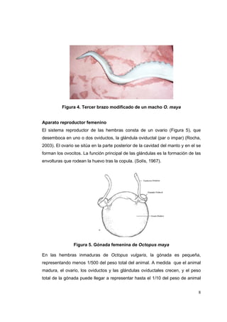 Figura 4. Tercer brazo modificado de un macho O. maya


Aparato reproductor femenino
El sistema reproductor de las hembras consta de un ovario (Figura 5), que
desemboca en uno o dos oviductos, la glándula oviductal (par o impar) (Rocha,
2003). El ovario se sitúa en la parte posterior de la cavidad del manto y en el se
forman los ovocitos. La función principal de las glándulas es la formación de las
envolturas que rodean la huevo tras la copula. (Solís, 1967).




                Figura 5. Gónada femenina de Octopus maya

En las hembras inmaduras de Octopus vulgaris, la gónada es pequeña,
representando menos 1/500 del peso total del animal. A medida que el animal
madura, el ovario, los oviductos y las glándulas oviductales crecen, y el peso
total de la gónada puede llegar a representar hasta el 1/10 del peso de animal


                                                                                8
 
