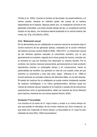 (Tirado et al., 2003). Cuando la hembra es fecundada, los espermatóforos y el
semen pueden ubicarse en distintas partes del cuerpo de la hembra
dependiendo de la especie. Algunas partes son: un receptáculo seminal en las
glándulas oviductales, una bolsa situada debajo del ojo, un receptáculo seminal
situado en los labios, una hendidura lateral localizada en la ventral anterior del
manto, etc. (Fig. 3-A) (Rocha, 2003).


3.6.2 Maduración sexual
Se ha demostrado que en cefalópodos la madurez sexual se encuentra bajo el
control endocrino de las glándulas ópticas, modulada por la acción inhibitoria
del sistema nervioso central (Wells & Wells, 1959,1977). La maduración sexual
de las hembras aparece asociada al crecimiento somático, por lo que
generalmente la ovulación, seguida de la única puesta de huevos, coincide con
el momento en que las hembras han alcanzado su máximo tamaño. Por el
contrario, los machos maduran precozmente, permaneciendo en esta condición
reproductiva durante un prolongado tiempo y en consecuencia, tienen la
potencialidad de transferir sus gametos en más de una ocasión antes de que
culminen su crecimiento y ciclo vital, pero, según (Olivares et al., 1996) la
función testicular en animales maduros de diferentes tallas, no ha sido descrita.
El estado de madurez de un cefalópodo se puede evaluar empleando escalas
de madurez morfológicas o un índice gonadosomático. Muchas veces los
índices de madurez sexual, basados en la medición o pesado de las estructuras
reproductivas como el gonadosomático, deben de hacerse de forma diferente
para machos y hembras de una misma especie (Rocha, 2003).


Ovulación Y Fecundidad.
Los ovocitos en el ovario de O. maya crecen y ovulan a un mismo tiempo sin
que sea posible el reemplazo de los óvulos maduros por otros inmaduros, ya
que todos han madurado al mismo tiempo. La fecundidad en O. maya ha sido
señalada de entre 500 y 1500 huevos/desove




                                                                                9
 
