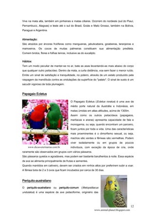 12
Vive na mata alta, também em pinheirais e matas ciliares. Ocorrem do nordeste (sul do Piauí,
Pernambuco, Alagoas) e leste até o sul do Brasil, Goiás e Mato Grosso, também na Bolívia,
Paraguai e Argentina.
Alimentação:
São atraídos por árvores frutíferas como mangueiras, jabuticabeira, goiabeiras, laranjeiras e
mamoeiros. Os cocos de muitas palmeiras constituem sua alimentação predileta.
Comem brotos, flores e folhas tenras, inclusive as do eucalipto.
Hábitos:
Tem um modo peculiar de manter-se no ar, bate as asas levantando-as mais abaixo do corpo
que qualquer outro psitacídeo. Dentro da mata, a curta distância, voa sem fazer o menor ruído.
Emite um sinal de satisfação e tranquilidade, no poleiro, através de um estalo produzido pela
raspagem da mandíbula contra as ondulações da superfície do "palato". O sinal de susto é um
sacudir vigoroso de toda plumagem.
Papagaio Ecletus
O Papagaio Ecletus (Ecletus roratus) é uma ave de
médio porte natural da Austrália e Indonésia, em
matas úmidas em altas altitudes, acima de 1300m.
Assim como os outros psitacídeos (papagaios,
maritacas e araras) apresenta capacidade de fala e
monogamia, ou seja, quando encontram um parceiro,
ficam juntos por toda a vida. Uma das características
mais proeminentes é o dimorfismo sexual, ou seja,
machos são verdes e fêmeas são vermelhas. Podem
viver isoladamente ou em grupos de poucos
indivíduos, com exceção da época de cria, onde
raramente são observados em grupos com vários pássaros.
São pássaros quietos e agradáveis, mas podem ser bastante barulhentos à noite. Essa espécie
de ave se alimenta principalmente de frutas e sementes.
Quando mantidos em cativeiro, devem ser criados em ninhos altos por preferirem subir a voar.
A fêmea bota de 2 a 3 ovos que ficam incubados por cerca de 30 dias.
Periquito-australiano
O periquito-australiano ou periquito-comum (Melopsittacus
undulatus) é uma espécie de ave psitaciforme, originário das
www.animal-planet.blogspot.com
www.dicasveterinarias.com.br
 