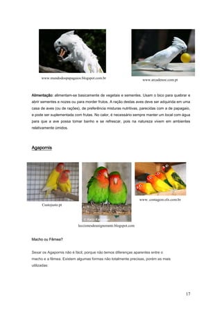 17
Alimentação: alimentam-se basicamente de vegetais e sementes. Usam o bico para quebrar e
abrir sementes e nozes ou para morder frutos. A ração destas aves deve ser adquirida em uma
casa de aves (ou de rações), de preferência misturas nutritivas, parecidas com a de papagaio,
e pode ser suplementada com frutas. No calor, é necessário sempre manter um local com água
para que a ave possa tomar banho e se refrescar, pois na natureza vivem em ambientes
relativamente úmidos.
Agapornis
Macho ou Fêmea?
Sexar os Agapornis não é fácil, porque não temos diferenças aparentes entre o
macho e a fêmea. Existem algumas formas não totalmente precisas, porém as mais
utilizadas:
www.arcadenoe.com.ptwww.mundodospapagaios.blogspot.com.br
leccionesdeunignorante.blogspot.com
Custojusto.pt
www. contagem.olx.com.br
 