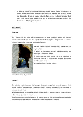 6
 As aves de grande porte precisam de muito espaço quando criadas em cativeiro. As
gaiolas devem ser grandes e amplas, já que as suas grandes asas e cauda podem
ficar danificadas devido ao espaço reduzido. Para termos noção do tamanho ideal,
basta saber que as araras devem poder abrir as asas com tranquilidade, a cauda não
deve tocar no chão da gaiola ou aviário.
Reprodução
Vida Livre
Os Psittaciformes em geral são monogâmicos, ou seja, possuem apenas um parceiro
reprodutivo durante toda a vida. Sua reprodução acontece de julho a março.Fazem seus ninhos
em ocos de palmeiras e outras árvores ou cupinzeiros.
As aves podem reutilizar os ninhos por várias estações
reprodutivas.
A postura é assincrônica, como a eclosão dos ovos e a
incubação é feita pelas fêmeas.
O número de ovos pode ser de 2 a 10, e o período de
incubação varia de 17 a 23 dias em espécies pequenas e
até 37 dias em araras.
A sobrevivência dos filhotes é baixa.
Cativeiro
Em cativeiro, o primeiro passo é a formação de casais compatíveis pareando as aves ainda
jovens, sendo a compatibilidade fundamental para o sucesso reprodutivo, já que se trata de
animais monogâmicos.
A maturação sexual varia de espécie para espécie, sendo a dos menores por volta de um ano,
e dos maiores por volta de três anos.
O ninho deve estar na posição superior do viveiro, sendo os mais comus de formato retangular,
sendo a posição vertical a mais recomendada por se assemelhar à natureza.
www.danianderson.blogspot.com
 