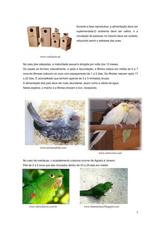 7
Durante a fase reprodutiva, a alimentação deve ser
suplementada.O ambiente deve ser calmo, e a
circulação de pessoas no mesmo deve ser evitada,
reduzindo assim o estresse das aves.
No caso das calopsitas, a maturidade sexual é atingida por volta dos 12 meses.
Os casais se formam naturalmente, e após a fecundação, a fêmea coloca em média de 4 a 7
ovos.As fêmeas colocam os ovos com espaçamento de 1 a 2 dias. Os filhotes nascem após 17
a 22 dias. É aconselhado que tenham apenas de 2 a 3 ninhadas anuais.
A alimentação dos pais deve ser mais abundante, assim como a oferta de água.
Nesta espécie, o macho e a fêmea chocam o ovo, revesando.
No caso de maritacas, o acasalamento costuma ocorrer de Agosto à Janeiro.
Põe de 2 a 5 ovos que são chocados dentro de 23 a 25 dias em média.
www.custojusto.pt
www.falamaritaca.blogspot.comwww.showdeaves.com.br
www.omniverso.com
www.animalsabido.com
 