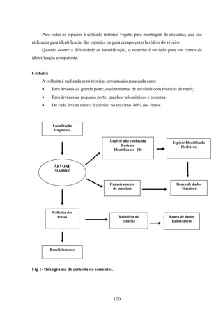 Para todas as espécies é coletado material vegetal para montagem de exsicatas, que são 
utilizadas para identificação das espécies ou para comporem o herbário do viveiro. 
Quando ocorre a dificuldade de identificação, o material é enviado para um centro de 
Espécie não conhecida 
120 
identificação competente. 
Colheita 
A colheita é realizada com técnicas apropriadas para cada caso: 
· Para árvores de grande porte, equipamentos de escalada com técnicas de rapel; 
· Para árvores de pequeno porte, ganchos telescópicos e tesouras. 
· De cada árvore matriz é colhido no máximo 40% dos frutos. 
Localização 
fragmento 
Fig 1- fluxograma de colheita de sementes. 
Exsicata 
Identificação IBt 
Cadastramento 
de matrizes 
Colheita dos 
frutos 
Beneficiamento 
Relatório de 
colheita 
Espécie Identificada 
Herbáreo 
Banco de dados 
Matrizes 
Banco de dados 
Laboratório 
ÁRVORE 
MATRIZ 
 