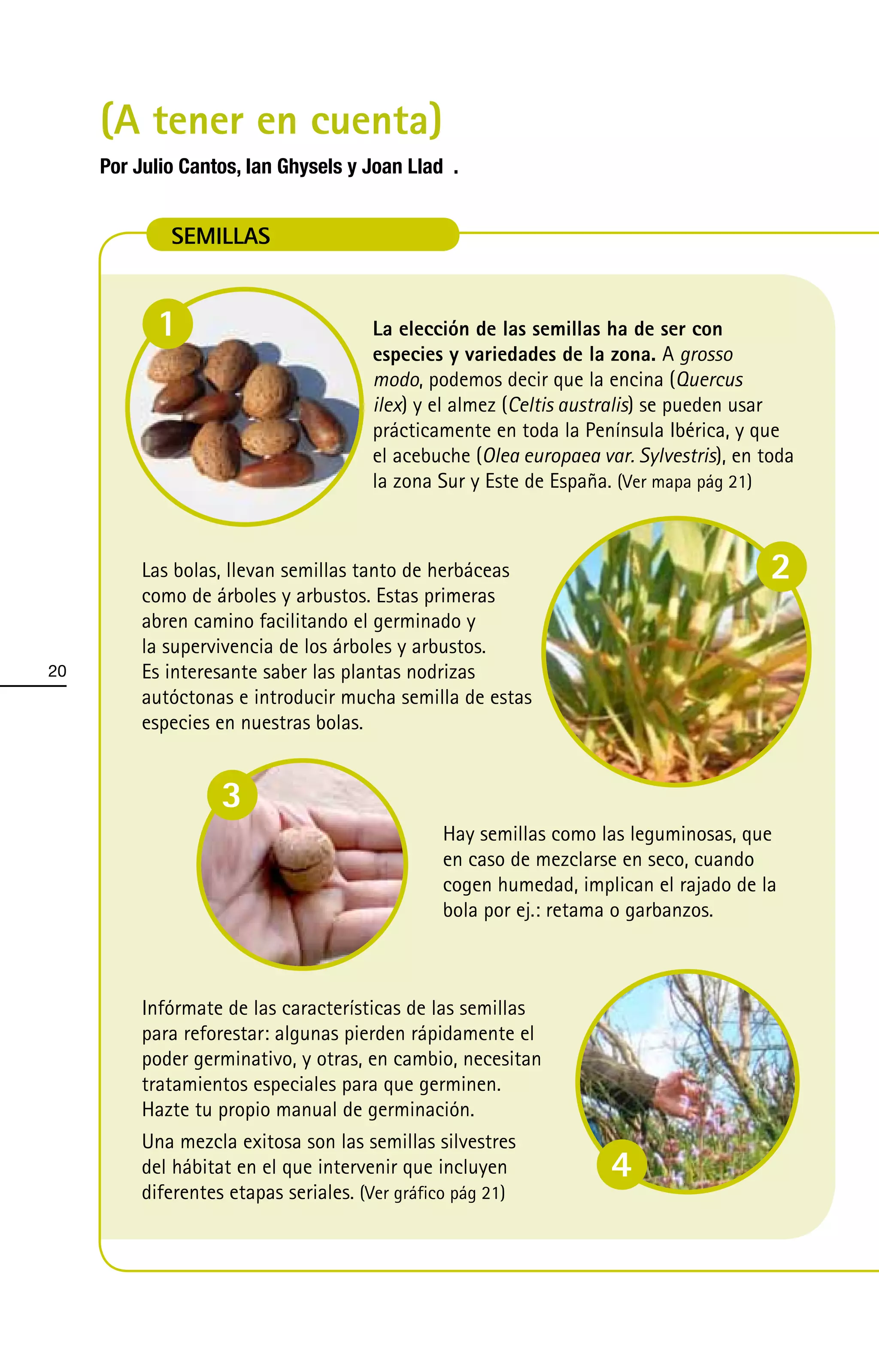 (A tener en cuenta)
     Por Julio Cantos, Ian Ghysels y Joan LladÑ .


             SEMILLAS


           1                           La elección de las semillas ha de ser con
                                       especies y variedades de la zona. A grosso
                                       modo, podemos decir que la encina (Quercus
                                       ilex) y el almez (Celtis australis) se pueden usar
                                       prácticamente en toda la Península Ibérica, y que
                                       el acebuche (Olea europaea var. Sylvestris), en toda
                                       la zona Sur y Este de España. (Ver mapa pág 21)



          Las bolas, llevan semillas tanto de herbáceas                                 2
          como de árboles y arbustos. Estas primeras
          abren camino facilitando el germinado y
          la supervivencia de los árboles y arbustos.
20        Es interesante saber las plantas nodrizas
          autóctonas e introducir mucha semilla de estas
          especies en nuestras bolas.


                    3
                                                Hay semillas como las leguminosas, que
                                                en caso de mezclarse en seco, cuando
                                                cogen humedad, implican el rajado de la
                                                bola por ej.: retama o garbanzos.



          Infórmate de las características de las semillas
          para reforestar: algunas pierden rápidamente el
          poder germinativo, y otras, en cambio, necesitan
          tratamientos especiales para que germinen.
          Hazte tu propio manual de germinación.
          Una mezcla exitosa son las semillas silvestres
          del hábitat en el que intervenir que incluyen             4
          diferentes etapas seriales. (Ver gráfico pág 21)
 