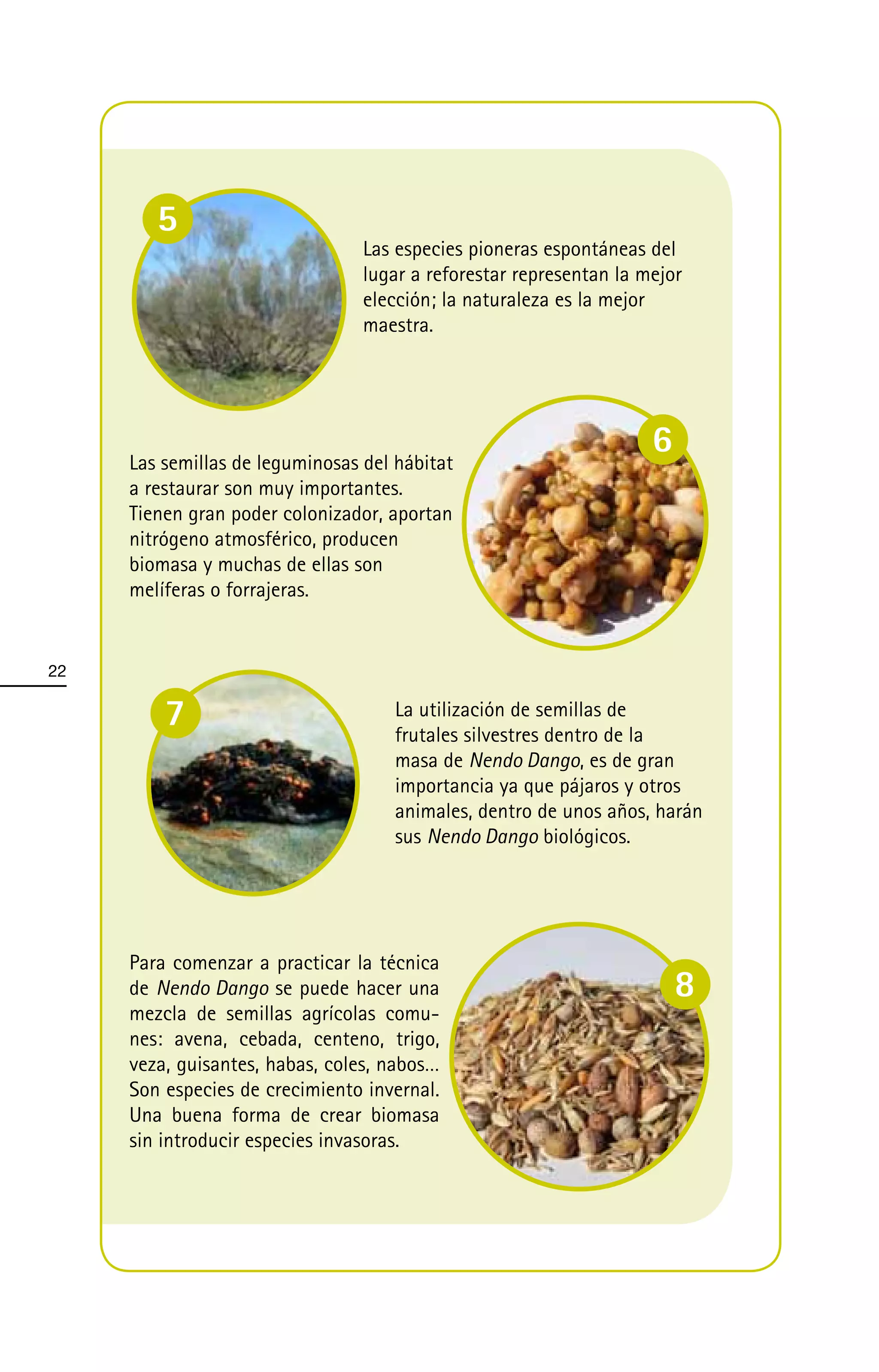 5
                                 Las especies pioneras espontáneas del
                                 lugar a reforestar representan la mejor
                                 elección; la naturaleza es la mejor
                                 maestra.




     Las semillas de leguminosas del hábitat
                                                                    6
     a restaurar son muy importantes.
     Tienen gran poder colonizador, aportan
     nitrógeno atmosférico, producen
     biomasa y muchas de ellas son
     melíferas o forrajeras.


22

         7                          La utilización de semillas de
                                    frutales silvestres dentro de la
                                    masa de Nendo Dango, es de gran
                                    importancia ya que pájaros y otros
                                    animales, dentro de unos años, harán
                                    sus Nendo Dango biológicos.




     Para comenzar a practicar la técnica
     de Nendo Dango se puede hacer una                                  8
     mezcla de semillas agrícolas comu-
     nes: avena, cebada, centeno, trigo,
     veza, guisantes, habas, coles, nabos…
     Son especies de crecimiento invernal.
     Una buena forma de crear biomasa
     sin introducir especies invasoras.
 