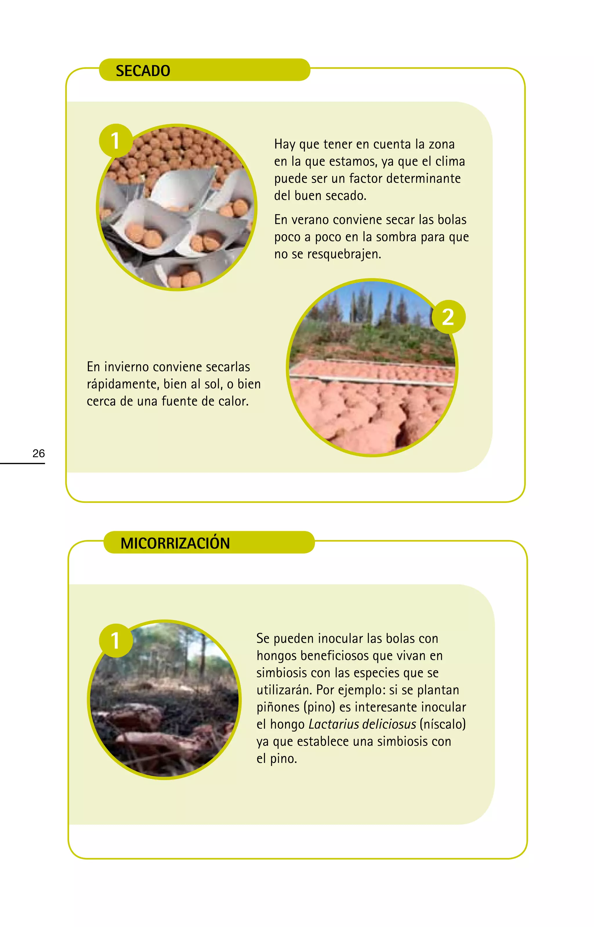 SECADO



         1                              Hay que tener en cuenta la zona
                                        en la que estamos, ya que el clima
                                        puede ser un factor determinante
                                        del buen secado.
                                        En verano conviene secar las bolas
                                        poco a poco en la sombra para que
                                        no se resquebrajen.



                                                                      2
     En invierno conviene secarlas
     rápidamente, bien al sol, o bien
     cerca de una fuente de calor.


26




           MICORRIZACIÓN




         1                          Se pueden inocular las bolas con
                                    hongos beneficiosos que vivan en
                                    simbiosis con las especies que se
                                    utilizarán. Por ejemplo: si se plantan
                                    piñones (pino) es interesante inocular
                                    el hongo Lactarius deliciosus (níscalo)
                                    ya que establece una simbiosis con
                                    el pino.
 