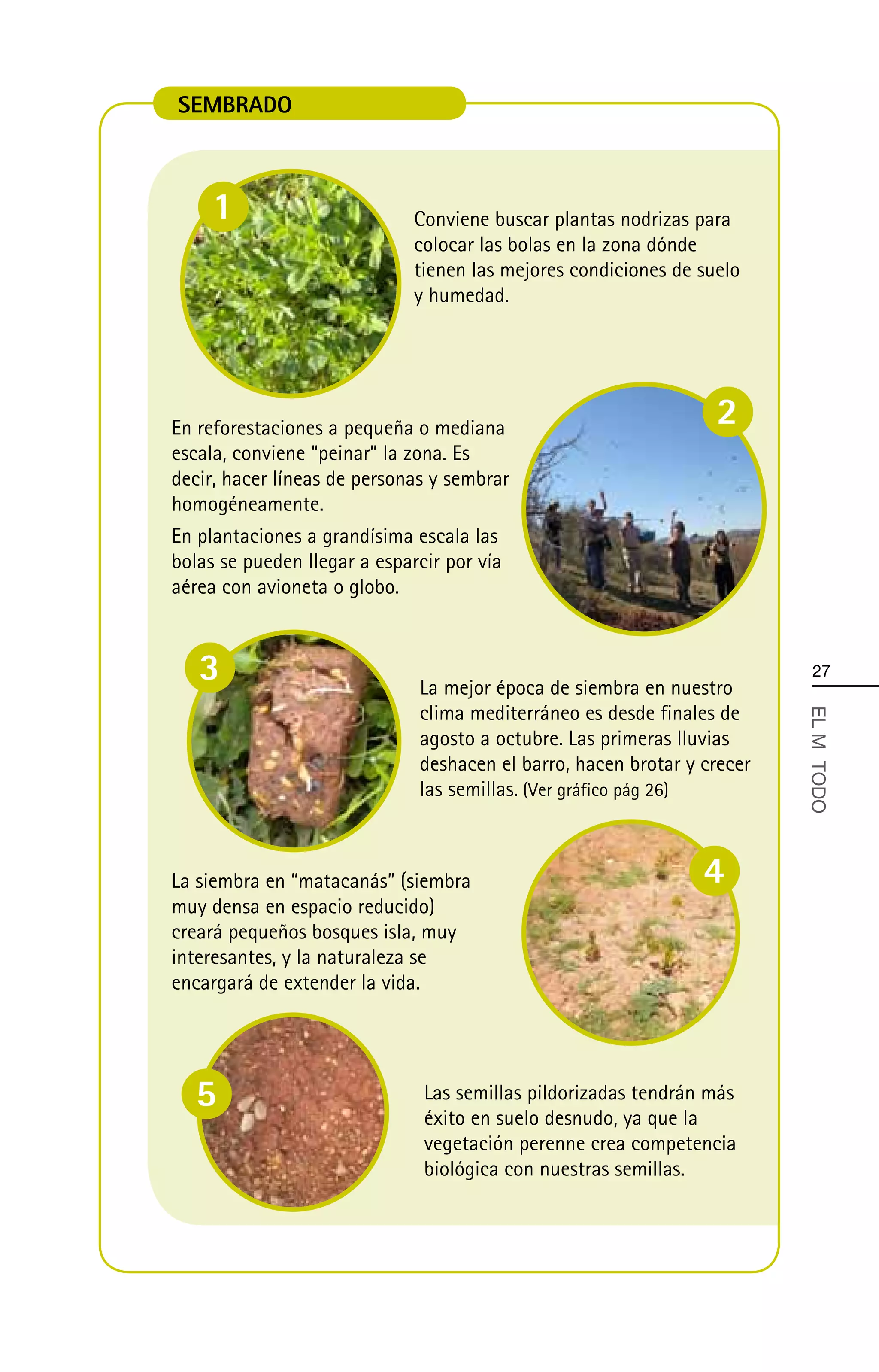 SEMBRADO



     1                        Conviene buscar plantas nodrizas para
                              colocar las bolas en la zona dónde
                              tienen las mejores condiciones de suelo
                              y humedad.




En reforestaciones a pequeña o mediana
                                                                  2
escala, conviene “peinar” la zona. Es
decir, hacer líneas de personas y sembrar
homogéneamente.
En plantaciones a grandísima escala las
bolas se pueden llegar a esparcir por vía
aérea con avioneta o globo.



   3                          La mejor época de siembra en nuestro
                                                                          27

                              clima mediterráneo es desde finales de



                                                                         EL MÄ TODO
                              agosto a octubre. Las primeras lluvias
                              deshacen el barro, hacen brotar y crecer
                              las semillas. (Ver gráfico pág 26)



La siembra en “matacanás” (siembra                              4
muy densa en espacio reducido)
creará pequeños bosques isla, muy
interesantes, y la naturaleza se
encargará de extender la vida.




   5                           Las semillas pildorizadas tendrán más
                               éxito en suelo desnudo, ya que la
                               vegetación perenne crea competencia
                               biológica con nuestras semillas.
 