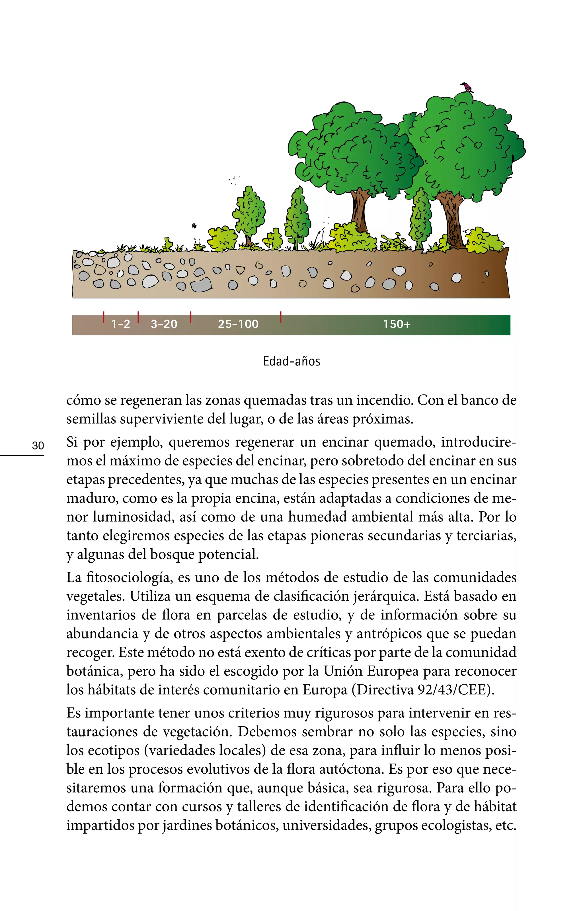 1-2   3-20       25-100                     150+

                                      Edad-años

     cómo se regeneran las zonas quemadas tras un incendio. Con el banco de
     semillas superviviente del lugar, o de las áreas próximas.
30   Si por ejemplo, queremos regenerar un encinar quemado, introducire-
     mos el máximo de especies del encinar, pero sobretodo del encinar en sus
     etapas precedentes, ya que muchas de las especies presentes en un encinar
     maduro, como es la propia encina, están adaptadas a condiciones de me-
     nor luminosidad, así como de una humedad ambiental más alta. Por lo
     tanto elegiremos especies de las etapas pioneras secundarias y terciarias,
     y algunas del bosque potencial.
     La fitosociología, es uno de los métodos de estudio de las comunidades
     vegetales. Utiliza un esquema de clasificación jerárquica. Está basado en
     inventarios de flora en parcelas de estudio, y de información sobre su
     abundancia y de otros aspectos ambientales y antrópicos que se puedan
     recoger. Este método no está exento de críticas por parte de la comunidad
     botánica, pero ha sido el escogido por la Unión Europea para reconocer
     los hábitats de interés comunitario en Europa (Directiva 92/43/CEE).
     Es importante tener unos criterios muy rigurosos para intervenir en res-
     tauraciones de vegetación. Debemos sembrar no solo las especies, sino
     los ecotipos (variedades locales) de esa zona, para influir lo menos posi-
     ble en los procesos evolutivos de la flora autóctona. Es por eso que nece-
     sitaremos una formación que, aunque básica, sea rigurosa. Para ello po-
     demos contar con cursos y talleres de identificación de flora y de hábitat
     impartidos por jardines botánicos, universidades, grupos ecologistas, etc.
 