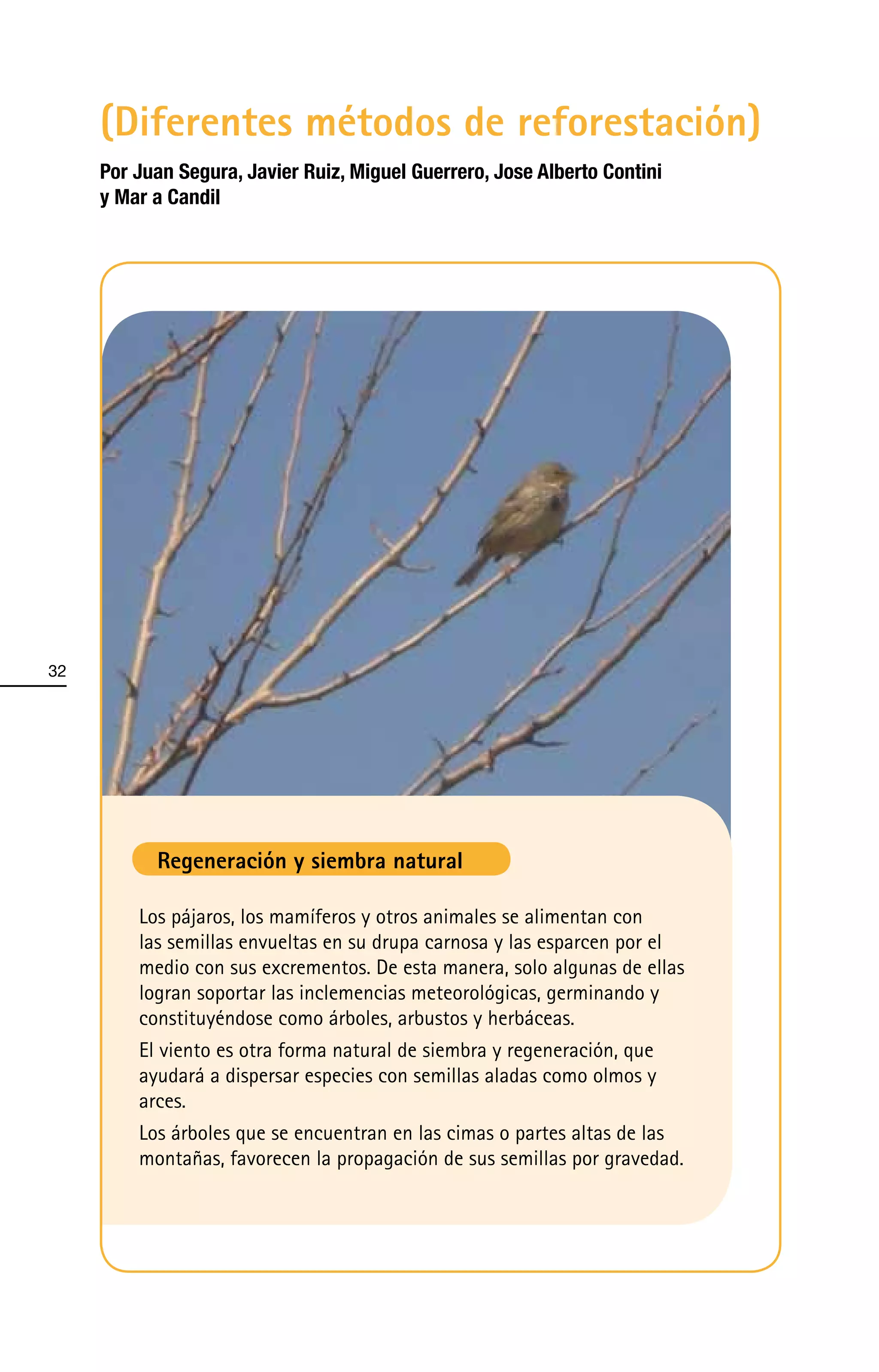 (Diferentes métodos de reforestación)
     Por Juan Segura, Javier Ruiz, Miguel Guerrero, Jose Alberto Contini
     y MarÕ a Candil




32




           Regeneración y siembra natural

         Los pájaros, los mamíferos y otros animales se alimentan con
         las semillas envueltas en su drupa carnosa y las esparcen por el
         medio con sus excrementos. De esta manera, solo algunas de ellas
         logran soportar las inclemencias meteorológicas, germinando y
         constituyéndose como árboles, arbustos y herbáceas.
         El viento es otra forma natural de siembra y regeneración, que
         ayudará a dispersar especies con semillas aladas como olmos y
         arces.
         Los árboles que se encuentran en las cimas o partes altas de las
         montañas, favorecen la propagación de sus semillas por gravedad.
 