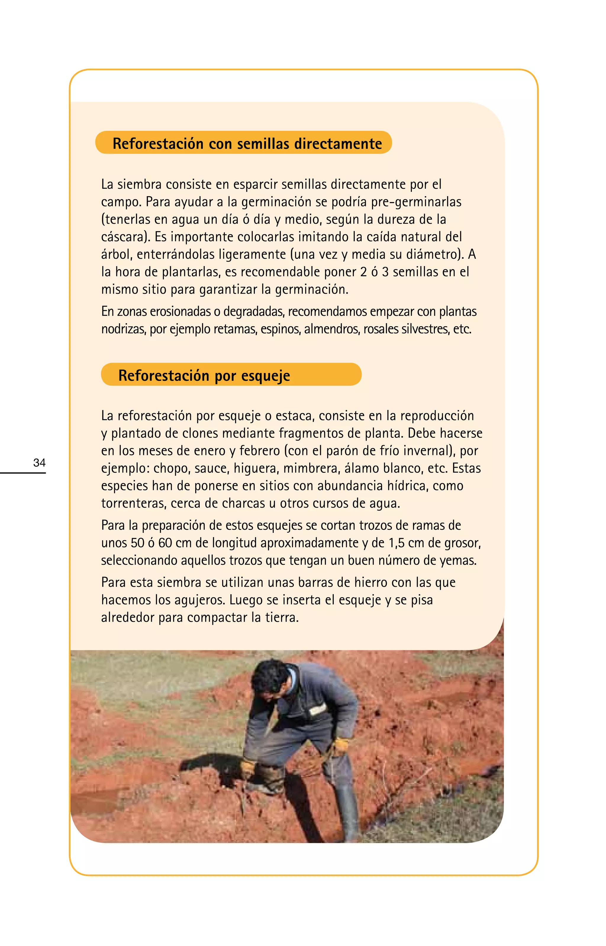 Reforestación con semillas directamente

     La siembra consiste en esparcir semillas directamente por el
     campo. Para ayudar a la germinación se podría pre-germinarlas
     (tenerlas en agua un día ó día y medio, según la dureza de la
     cáscara). Es importante colocarlas imitando la caída natural del
     árbol, enterrándolas ligeramente (una vez y media su diámetro). A
     la hora de plantarlas, es recomendable poner 2 ó 3 semillas en el
     mismo sitio para garantizar la germinación.
     En zonas erosionadas o degradadas, recomendamos empezar con plantas
     nodrizas, por ejemplo retamas, espinos, almendros, rosales silvestres, etc.


        Reforestación por esqueje

     La reforestación por esqueje o estaca, consiste en la reproducción
     y plantado de clones mediante fragmentos de planta. Debe hacerse
     en los meses de enero y febrero (con el parón de frío invernal), por
34
     ejemplo: chopo, sauce, higuera, mimbrera, álamo blanco, etc. Estas
     especies han de ponerse en sitios con abundancia hídrica, como
     torrenteras, cerca de charcas u otros cursos de agua.
     Para la preparación de estos esquejes se cortan trozos de ramas de
     unos 50 ó 60 cm de longitud aproximadamente y de 1,5 cm de grosor,
     seleccionando aquellos trozos que tengan un buen número de yemas.
     Para esta siembra se utilizan unas barras de hierro con las que
     hacemos los agujeros. Luego se inserta el esqueje y se pisa
     alrededor para compactar la tierra.
 