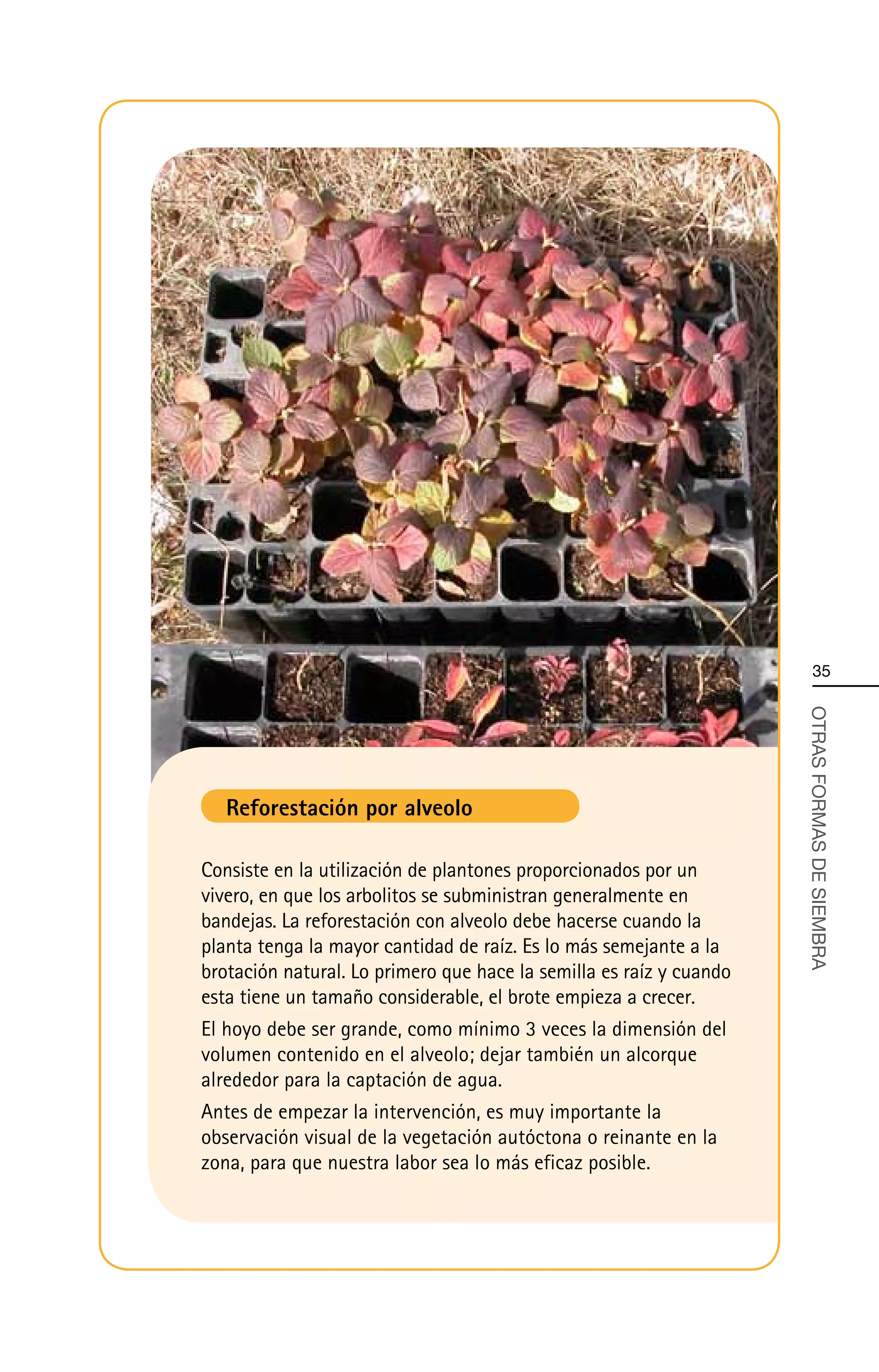 35




   Reforestación por alveolo                                         OTRAS FORMAS DE SIEMBRA


Consiste en la utilización de plantones proporcionados por un
vivero, en que los arbolitos se subministran generalmente en
bandejas. La reforestación con alveolo debe hacerse cuando la
planta tenga la mayor cantidad de raíz. Es lo más semejante a la
brotación natural. Lo primero que hace la semilla es raíz y cuando
esta tiene un tamaño considerable, el brote empieza a crecer.
El hoyo debe ser grande, como mínimo 3 veces la dimensión del
volumen contenido en el alveolo; dejar también un alcorque
alrededor para la captación de agua.
Antes de empezar la intervención, es muy importante la
observación visual de la vegetación autóctona o reinante en la
zona, para que nuestra labor sea lo más eficaz posible.
 
