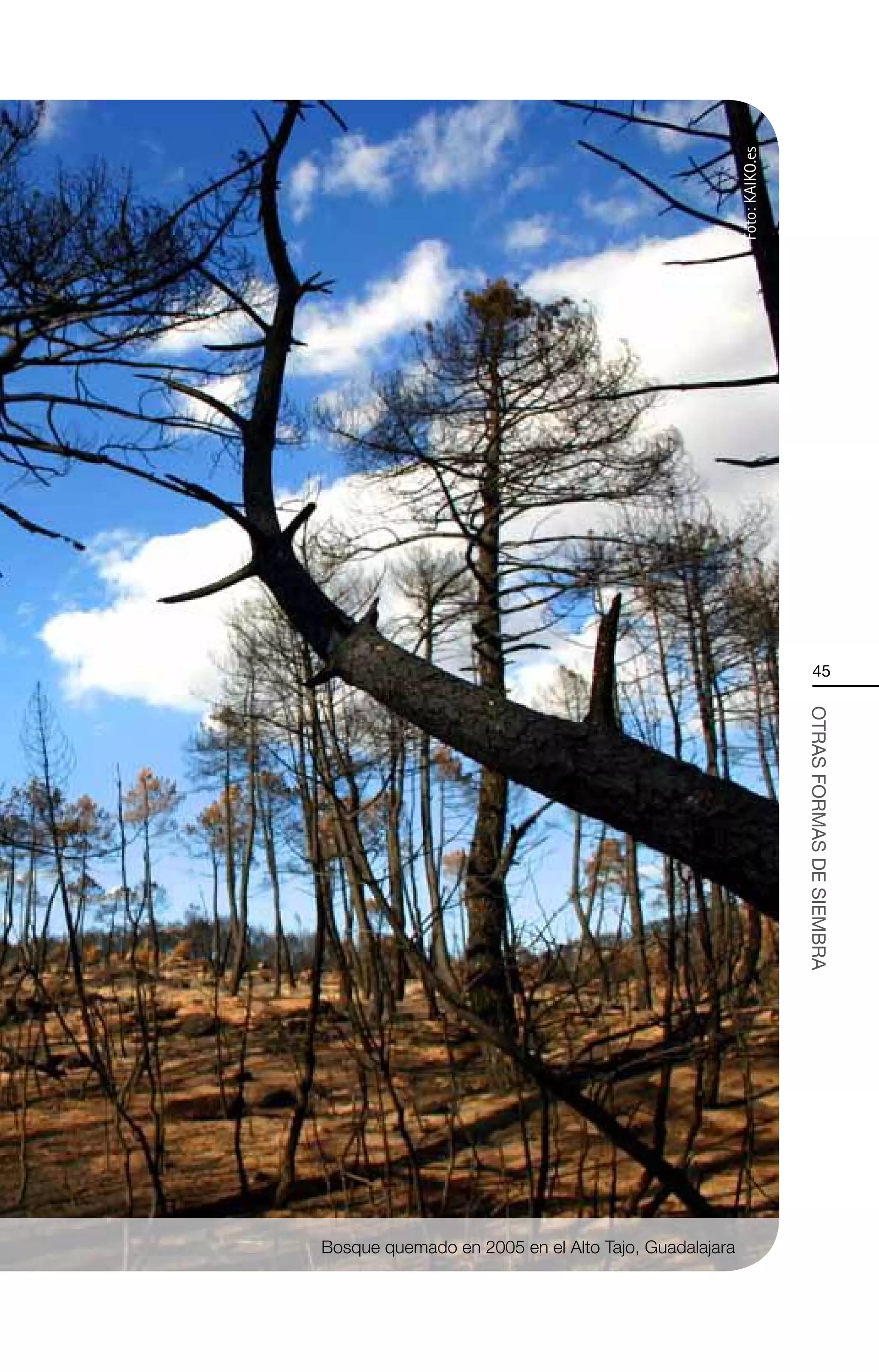 Foto: KAIKO.es
                                                                           45




                                                                       OTRAS FORMAS DE SIEMBRA




Bosque quemado en 2005 en el Alto Tajo, Guadalajara
 