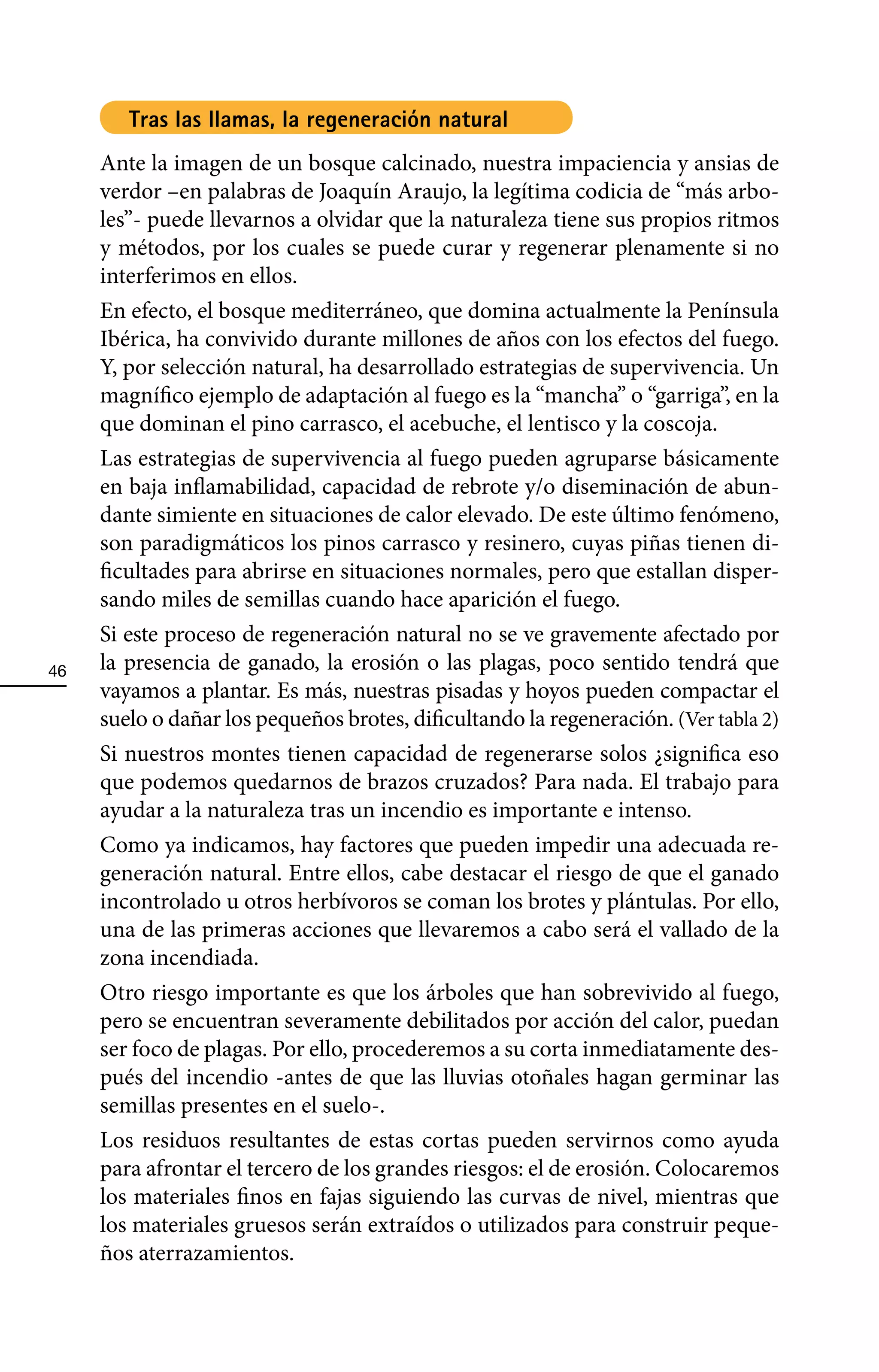 Tras las llamas, la regeneración natural
     Ante la imagen de un bosque calcinado, nuestra impaciencia y ansias de
     verdor –en palabras de Joaquín Araujo, la legítima codicia de “más arbo-
     les”- puede llevarnos a olvidar que la naturaleza tiene sus propios ritmos
     y métodos, por los cuales se puede curar y regenerar plenamente si no
     interferimos en ellos.
     En efecto, el bosque mediterráneo, que domina actualmente la Península
     Ibérica, ha convivido durante millones de años con los efectos del fuego.
     Y, por selección natural, ha desarrollado estrategias de supervivencia. Un
     magnífico ejemplo de adaptación al fuego es la “mancha” o “garriga”, en la
     que dominan el pino carrasco, el acebuche, el lentisco y la coscoja.
     Las estrategias de supervivencia al fuego pueden agruparse básicamente
     en baja inflamabilidad, capacidad de rebrote y/o diseminación de abun-
     dante simiente en situaciones de calor elevado. De este último fenómeno,
     son paradigmáticos los pinos carrasco y resinero, cuyas piñas tienen di-
     ficultades para abrirse en situaciones normales, pero que estallan disper-
     sando miles de semillas cuando hace aparición el fuego.
     Si este proceso de regeneración natural no se ve gravemente afectado por
46   la presencia de ganado, la erosión o las plagas, poco sentido tendrá que
     vayamos a plantar. Es más, nuestras pisadas y hoyos pueden compactar el
     suelo o dañar los pequeños brotes, dificultando la regeneración. (Ver tabla 2)
     Si nuestros montes tienen capacidad de regenerarse solos ¿significa eso
     que podemos quedarnos de brazos cruzados? Para nada. El trabajo para
     ayudar a la naturaleza tras un incendio es importante e intenso.
     Como ya indicamos, hay factores que pueden impedir una adecuada re-
     generación natural. Entre ellos, cabe destacar el riesgo de que el ganado
     incontrolado u otros herbívoros se coman los brotes y plántulas. Por ello,
     una de las primeras acciones que llevaremos a cabo será el vallado de la
     zona incendiada.
     Otro riesgo importante es que los árboles que han sobrevivido al fuego,
     pero se encuentran severamente debilitados por acción del calor, puedan
     ser foco de plagas. Por ello, procederemos a su corta inmediatamente des-
     pués del incendio -antes de que las lluvias otoñales hagan germinar las
     semillas presentes en el suelo-.
     Los residuos resultantes de estas cortas pueden servirnos como ayuda
     para afrontar el tercero de los grandes riesgos: el de erosión. Colocaremos
     los materiales finos en fajas siguiendo las curvas de nivel, mientras que
     los materiales gruesos serán extraídos o utilizados para construir peque-
     ños aterrazamientos.
 