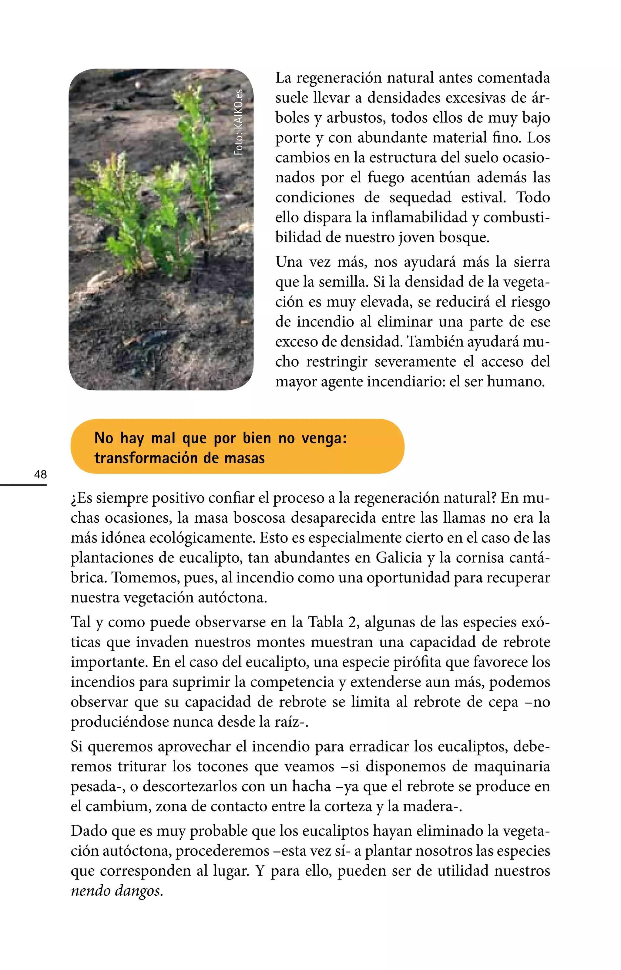 La regeneración natural antes comentada
                                               suele llevar a densidades excesivas de ár-




                              Foto: KAIKO.es
                                               boles y arbustos, todos ellos de muy bajo
                                               porte y con abundante material fino. Los
                                               cambios en la estructura del suelo ocasio-
                                               nados por el fuego acentúan además las
                                               condiciones de sequedad estival. Todo
                                               ello dispara la inflamabilidad y combusti-
                                               bilidad de nuestro joven bosque.
                                               Una vez más, nos ayudará más la sierra
                                               que la semilla. Si la densidad de la vegeta-
                                               ción es muy elevada, se reducirá el riesgo
                                               de incendio al eliminar una parte de ese
                                               exceso de densidad. También ayudará mu-
                                               cho restringir severamente el acceso del
                                               mayor agente incendiario: el ser humano.


        No hay mal que por bien no venga:
        transformación de masas
48

     ¿Es siempre positivo confiar el proceso a la regeneración natural? En mu-
     chas ocasiones, la masa boscosa desaparecida entre las llamas no era la
     más idónea ecológicamente. Esto es especialmente cierto en el caso de las
     plantaciones de eucalipto, tan abundantes en Galicia y la cornisa cantá-
     brica. Tomemos, pues, al incendio como una oportunidad para recuperar
     nuestra vegetación autóctona.
     Tal y como puede observarse en la Tabla 2, algunas de las especies exó-
     ticas que invaden nuestros montes muestran una capacidad de rebrote
     importante. En el caso del eucalipto, una especie pirófita que favorece los
     incendios para suprimir la competencia y extenderse aun más, podemos
     observar que su capacidad de rebrote se limita al rebrote de cepa –no
     produciéndose nunca desde la raíz-.
     Si queremos aprovechar el incendio para erradicar los eucaliptos, debe-
     remos triturar los tocones que veamos –si disponemos de maquinaria
     pesada-, o descortezarlos con un hacha –ya que el rebrote se produce en
     el cambium, zona de contacto entre la corteza y la madera-.
     Dado que es muy probable que los eucaliptos hayan eliminado la vegeta-
     ción autóctona, procederemos –esta vez sí- a plantar nosotros las especies
     que corresponden al lugar. Y para ello, pueden ser de utilidad nuestros
     nendo dangos.
 