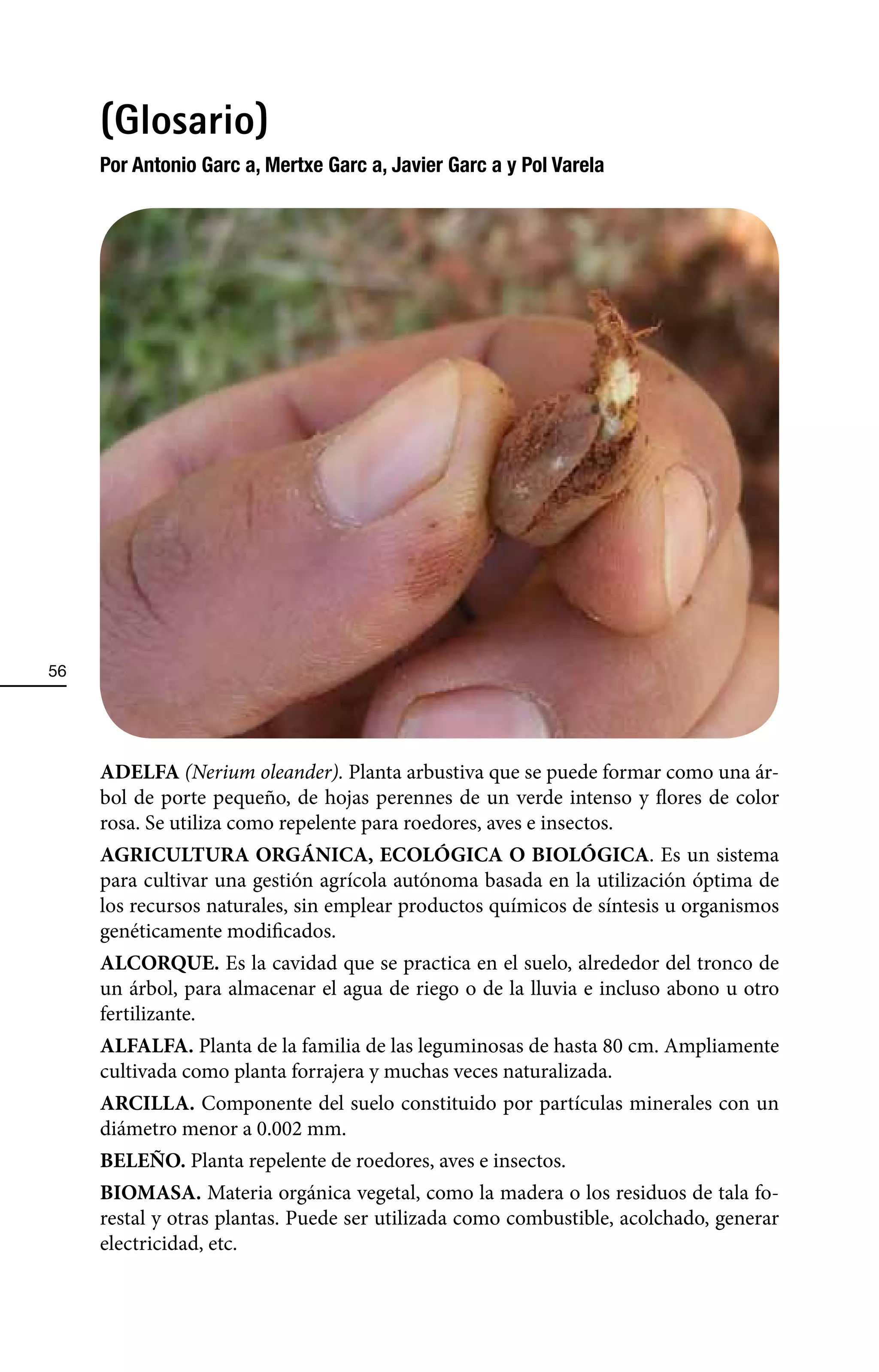 (Glosario)
     Por Antonio GarcÕ a, Mertxe GarcÕ a, Javier GarcÕ a y Pol Varela




56




     ADELFA (Nerium oleander). Planta arbustiva que se puede formar como una ár-
     bol de porte pequeño, de hojas perennes de un verde intenso y flores de color
     rosa. Se utiliza como repelente para roedores, aves e insectos.
     AGRICULTURA ORGÁNICA, ECOLÓGICA O BIOLÓGICA. Es un sistema
     para cultivar una gestión agrícola autónoma basada en la utilización óptima de
     los recursos naturales, sin emplear productos químicos de síntesis u organismos
     genéticamente modificados.
     ALCORQUE. Es la cavidad que se practica en el suelo, alrededor del tronco de
     un árbol, para almacenar el agua de riego o de la lluvia e incluso abono u otro
     fertilizante.
     ALFALFA. Planta de la familia de las leguminosas de hasta 80 cm. Ampliamente
     cultivada como planta forrajera y muchas veces naturalizada.
     ARCILLA. Componente del suelo constituido por partículas minerales con un
     diámetro menor a 0.002 mm.
     BELEÑO. Planta repelente de roedores, aves e insectos.
     BIOMASA. Materia orgánica vegetal, como la madera o los residuos de tala fo-
     restal y otras plantas. Puede ser utilizada como combustible, acolchado, generar
     electricidad, etc.
 