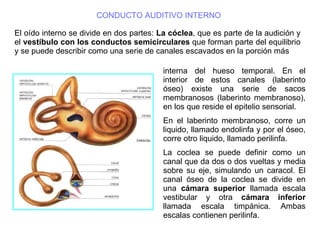 CONDUCTO AUDITIVO INTERNO El oído interno se divide en dos partes:  La cóclea , que es parte de la audición y el  vestíbul...