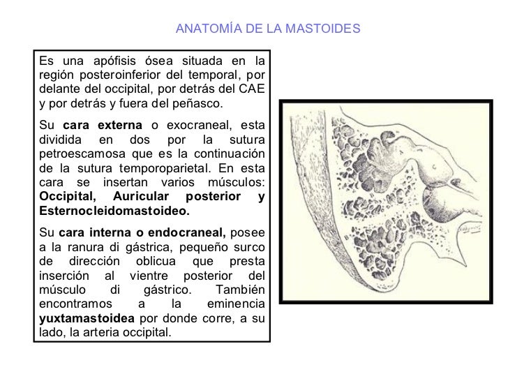 Manualrx03 Oido