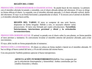 PROYECCIÓN ANTEROPOSTERIOR O CRANEOCAUDAL:  Se puede hacer de tres maneras. La primera con el miembro afectado levantado y extendido, con el chasis ubicado debajo del olécranon. El rayo se dirige en forma oblicua al chasis. La segunda, con el miembro afectado apoyado, y el chasis ubicado vertical, detrás del olécranon. El rayo va en forma horizontal y perpendicular al chasis. Y la tercera con el animal en decúbito y el miembro afectado hacia arriba. REGIÓN DEL TARSO:  El tarso se compone de una serie huesos, dispuestos en forma irregular. Debido a esto, es necesario obtener varias proyecciones. El tarso esta formado por cuatro articulaciones:  Tarsotibial, Intertarsianas, intertarsiana proximal y distal y la articulación tarsometatarsiana. PROYECCIÓN DORSOPLANTAR:  El animal va parado con el chasis sobre la cara plantar, en forma paralela al tarso peroneo y metatarso. Es conveniente levantar el miembro anterior del posterior afectado, para evitar movimientos.  El rayo, debe incidir en forma perpendicular al metatarso. PROYECCIÓN LATEROMEDIAL:  El chasis se coloca en forma medial o lateral en el miembro afectado. El haz se dirige al hueso central del tarso, a 10 cm del extremo del mismo hueso. Con esta posición También podemos apreciar el hueso tarsoperoneo. ARTICULACIÓN FEMOROTIBIOROTULIANA:  Esta compuesta por por la articulación femoropatelar y femorotibial. Ambas constituidas por los cóndilos femorales y tibiales. REGIÓN DEL CODO 