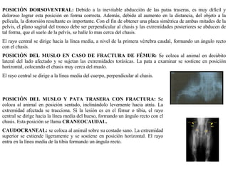 POSICIÓN DORSOVENTRAL:  Debido a la inevitable abducción de las patas traseras, es muy difícil y doloroso lograr esta posición en forma correcta. Además, debido al aumento en la distancia, del objeto a la película, la distorsión resultante es importante. Con el fin de obtener una placa simétrica de ambas mitades de la pelvis, el plano sagital del tronco debe ser perpendicular al chasis y las extremidades posteriores se abducen de tal forma, que el suelo de la pelvis, se halle lo mas cerca del chasis. El rayo central se dirige hacia la línea media, a nivel de la primera vértebra caudal, formando un ángulo recto con el chasis. POSICIÓN DEL MUSLO EN CASO DE FRACTURA DE FÉMUR:  Se coloca al animal en decúbito lateral del lado afectado y se sujetan las extremidades tor á sicas. La pata a examinar se sostiene en posición horizontal, colocando el chasis muy cerca del muslo. El rayo central se dirige a la línea media del cuerpo, perpendicular al chasis. POSICIÓN DEL MUSLO Y PATA TRASERA CON FRACTURA:  Se coloca al animal en posición sentado, inclinándolo levemente hacia atrás. La extremidad afectada se tracciona. Si la lesi ó n es en el fémur o tibia, el rayo central se dirige hacia la línea media del hueso, formando un ángulo recto con el chasis. Esta posición se llama  CRANEOCAUDAL. CAUDOCRANEAL:  se coloca al animal sobre su costado sano. La extremidad superior se extiende ligeramente y se sostiene en posición horizontal. El rayo entra en la línea media de la tibia formando un ángulo recto. 