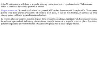 A los 30 o 60 minutos, se le hace la segunda, tercera y cuarta placa, con el rayo laterolateral. Todo esto nos indica la capacidad de vaciado que tiene el animal. Urograma excretor:  Se mantiene al animal en ayuno de sólidos doce horas antes de la exploración. Si esto no es posible se le darán enemas evacuantes. El contraste es el Yodo, el cual es bien tolerado, en cantidad de entre cinco y quince mililitros, según el tamaño del animal. La primera placa se toma tres minutos después de la inyección con el rayo,  ventrodorsal.  Luego comprimimos los uréteres, apretando el abdomen y cinco minutos después, tomamos la segunda y tercera placa. Por ultimo ponemos al paciente en decúbito lateral, y hacemos otra placa, para evaluar vejiga y riñones. 