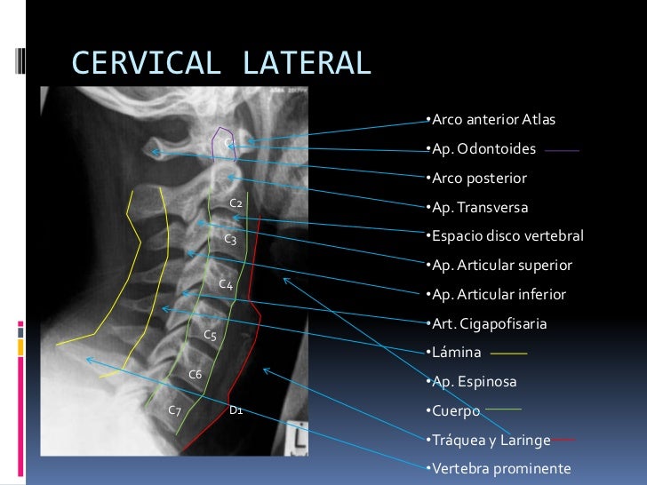 manual rx columna vertebral 15 728