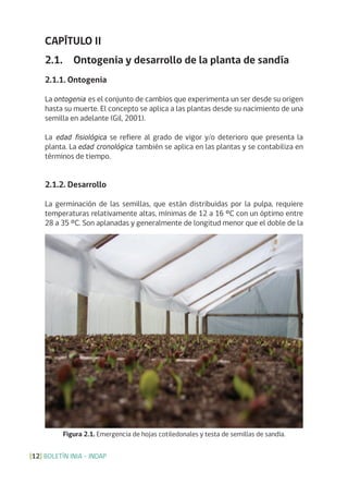 BOLETÍN INIA - INDAP[12]
Figura 2.1. Emergencia de hojas cotiledonales y testa de semillas de sandía.
CAPÍTULO II
2.1. Ontogenia y desarrollo de la planta de sandía
2.1.1. Ontogenia
La ontogenia es el conjunto de cambios que experimenta un ser desde su origen
hasta su muerte. El concepto se aplica a las plantas desde su nacimiento de una
semilla en adelante (Gil, 2001).
La edad fisiológica se refiere al grado de vigor y/o deterioro que presenta la
planta. La edad cronológica también se aplica en las plantas y se contabiliza en
términos de tiempo.
2.1.2. Desarrollo
La germinación de las semillas, que están distribuidas por la pulpa, requiere
temperaturas relativamente altas, mínimas de 12 a 16 ºC con un óptimo entre
28 a 35 ºC. Son aplanadas y generalmente de longitud menor que el doble de la
 