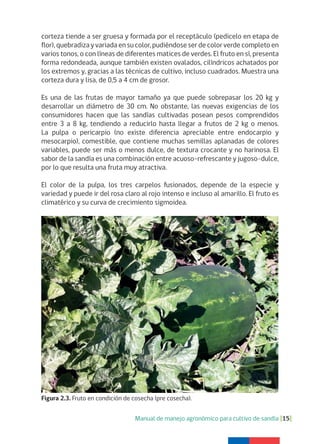 Manual de manejo agronómico para cultivo de sandía [15]
Figura 2.3. Fruto en condición de cosecha (pre cosecha).
corteza tiende a ser gruesa y formada por el receptáculo (pedicelo en etapa de
flor), quebradiza y variada en su color, pudiéndose ser de color verde completo en
varios tonos, o con líneas de diferentes matices de verdes. El fruto en sí, presenta
forma redondeada, aunque también existen ovalados, cilíndricos achatados por
los extremos y, gracias a las técnicas de cultivo, incluso cuadrados. Muestra una
corteza dura y lisa, de 0,5 a 4 cm de grosor.
Es una de las frutas de mayor tamaño ya que puede sobrepasar los 20 kg y
desarrollar un diámetro de 30 cm. No obstante, las nuevas exigencias de los
consumidores hacen que las sandías cultivadas posean pesos comprendidos
entre 3 a 8 kg, tendiendo a reducirlo hasta llegar a frutos de 2 kg o menos.
La pulpa o pericarpio (no existe diferencia apreciable entre endocarpio y
mesocarpio), comestible, que contiene muchas semillas aplanadas de colores
variables, puede ser más o menos dulce, de textura crocante y no harinosa. El
sabor de la sandía es una combinación entre acuoso-refrescante y jugoso-dulce,
por lo que resulta una fruta muy atractiva.
El color de la pulpa, los tres carpelos fusionados, depende de la especie y
variedad y puede ir del rosa claro al rojo intenso e incluso al amarillo. El fruto es
climatérico y su curva de crecimiento sigmoidea.
 