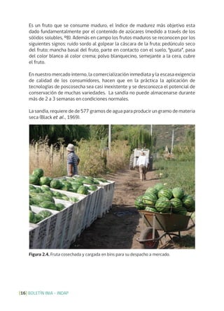 BOLETÍN INIA - INDAP[16]
Figura 2.4. Fruta cosechada y cargada en bins para su despacho a mercado.
Es un fruto que se consume maduro, el índice de madurez más objetivo esta
dado fundamentalmente por el contenido de azúcares (medido a través de los
sólidos solubles, ºB). Además en campo los frutos maduros se reconocen por los
siguientes signos: ruido sordo al golpear la cáscara de la fruta; pedúnculo seco
del fruto; mancha basal del fruto, parte en contacto con el suelo, “guata”, pasa
del color blanco al color crema; polvo blanquecino, semejante a la cera, cubre
el fruto.
En nuestro mercado interno, la comercialización inmediata y la escasa exigencia
de calidad de los consumidores, hacen que en la práctica la aplicación de
tecnologías de poscosecha sea casi inexistente y se desconozca el potencial de
conservación de muchas variedades. La sandía no puede almacenarse durante
más de 2 a 3 semanas en condiciones normales.
La sandía, requiere de de 577 gramos de agua para producir un gramo de materia
seca (Black et al., 1969).
 
