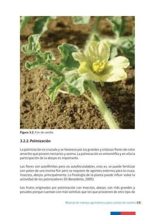 Manual de manejo agronómico para cultivo de sandía [19]
Figura 3.2. Flor de sandía.
3.2.2. Polinización
La polinización es cruzada y se favorece por las grandes y vistosas flores de color
amarillo que poseen nectarios y aroma. La polinización es entomófila y en ella la
participación de la abejas es importante.
Las flores son autofértiles pero no autofecundables, esto es, se puede fertilizar
con polen de una msima flor pero se requiere de agentes externos para la cruza,
insectos, abejas, principalmente. La fisiología de la planta puede influir sobre la
actividad de los polinizadores (Di Benedetto, 2005).
Los frutos originados por polinización con insectos, abejas, son más grandes y
pesados porque cuentan con más semillas que los que provienen de otro tipo de
 