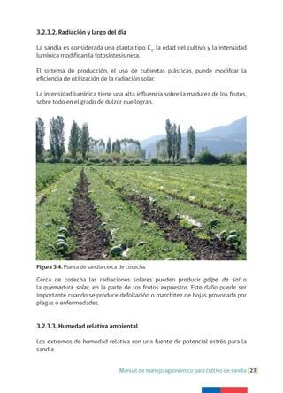 Manual de manejo agronómico para cultivo de sandía [23]
3.2.3.2. Radiación y largo del día
La sandía es considerada una planta tipo C3
, la edad del cultivo y la intensidad
lumínica modifican la fotosíntesis neta.
El sistema de producción, el uso de cubiertas plásticas, puede modifcar la
eficiencia de utilización de la radiación solar.
La intensidad lumínica tiene una alta influencia sobre la madurez de los frutos,
sobre todo en el grado de dulzor que logran.
Cerca de cosecha las radiaciones solares pueden producir golpe de sol o
la quemadura solar, en la parte de los frutos expuestos. Este daño puede ser
importante cuando se produce defoliación o marchitez de hojas provocada por
plagas o enfermedades.
3.2.3.3. Humedad relativa ambiental
Los extremos de humedad relativa son una fuente de potencial estrés para la
sandía.
Figura 3.4. Planta de sandía cerca de cosecha.
 