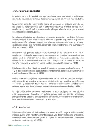 BOLETÍN INIA - INDAP[26]
4.1.1. Fusariosis en sandía
Fusariosis es la enfermedad vascular más importante que ataca al cultivo de
sandía. Es causada por el hongo Fusarium oxysporum f. sp. niveum (García, 1991).
Enfermedad vascular transmitida desde el suelo por el sistema vascular de
las raíces. El hongo penetra por el sistema radical y se propaga por los vasos
conductores, invadiéndolos y no dejando subir por ellos la savia que proviene
desde las raíces (Reche, 1988).
Las plantas afectadas por Fusarium oxysporum presentan marchitez de hojas,
que al principio puede afectar sólo a parte de la planta, seguida de la aparición
en las ramas afectadas de necrosis sobre las que se ven exudaciones gomosas y,
en condiciones de alta humedad, desarrollo de micelio blanquecino (Armengol y
Martínez-Ferrer, 1995).
Finalmente las plantas acaban marchitándose en su totalidad y los vasos
conductoresdelasplantassevencompletamentenecrosadosconunacoloración
rosado-café si se realizan cortes transversales en las ramas, con la consiguiente
reducción en el tamaño de los frutos, que la mayoría de las veces no alcanzan
tamaño comercial y no tienen buena calidad gustativa (Dinamarca, 2001).
Este hongo tiene descritas tres razas fisiológicas que corresponden a las razas: 0,
1 y 2. El conocimiento de estas razas es fundamental para el planteamiento de
medidas de control (Insausti, 1990).
Contra Fusarium oxysporum se pueden utilizar varias tácticas como por ejemplo:
utilización de variedades resistentes, desinfección de semillas, desinfección
del terreno y aplicación de productos. También es conveniente la rotación de
cultivos, como asimismo el injerto sobre patrones resistentes (Reche, 1988).
La injertación sobre patrones resistentes a este patógeno es una técnica
está ampliamente difundida en países productores de sandía, utilizando
principalmente cuatro a cinco patrones diferentes, obteniéndose con híbridos
de cucúrbita los mejores resultados comerciales.
4.1.2. Injertación
Injertar es el arte de unir entre sí dos porciones de tejido vegetal viviente de tal
manera que se unan y posteriormente crezcan y se desarrollen como una planta.
Cualquier técnica con que se logre este fin puede considerarse como un método
de injerto (Hartmann et al, 1990).
 