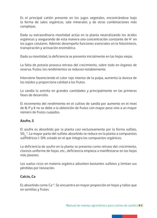 Manual de manejo agronómico para cultivo de sandía [41]
Es el principal catión presente en los jugos vegetales, encontrándose bajo
la forma de sales orgánicas, sale minerales y de otras combinaciones más
complejas.
Dada su extraordinaria movilidad actúa en la planta neutralizando los ácidos
orgánicos y asegurando de esta manera una concentración constante de H+
en
los jugos celulares. Además desempeña funciones esenciales en la fotosíntesis,
transpiración y activación enzimática.
Dada su movilidad, la deficiencia se presenta inicialmente en las hojas viejas.
La falta de potasio provoca retraso del crecimiento, sobre todo en órganos de
reserva, frutos; los rendimientos se reducen notablemente.
Interviene favoreciendo el color rojo intenso de la pulpa, aumenta la dureza de
los tejidos y proporciona calidad a los frutos.
La sandía lo asimila en grandes cantidades y principalmente en las primeras
fases de desarrollo.
El incremento del rendimiento en el cultivo de sandía por aumento en el nivel
de N, P y K no se debe a la obtención de frutos con mayor peso sino a un mayor
número de frutos cuajados.
Azufre, S
El azufre es absorbido por la planta casi exclusivamente por la forma sulfato,
SO4
-2
. La mayor parte del sulfato absorbido se reduce en la planta a compuestos
sulfhídricos (-SH), estado en el que integra los compuestos orgánicos.
La deficiencia de azufre en la planta se presenta como retraso del crecimiento,
clorosis uniforme de hojas, etc., deficiencia empieza a manifestarse en las hojas
más jóvenes.
Los suelos ricos en materia orgánica adsorben bastantes sulfatos y limitan sus
pérdidas por lixiviación.
Calcio, Ca
Es absorbido como Ca+2
. Se encuentra en mayor proporción en hojas y tallos que
en semillas y frutos.
 