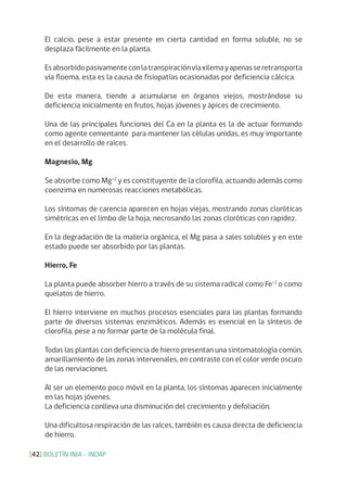 BOLETÍN INIA - INDAP[42]
El calcio, pese a estar presente en cierta cantidad en forma soluble, no se
desplaza fácilmente en la planta.
Esabsorbidopasivamenteconlatranspiraciónvíaxilemayapenasseretransporta
vía floema, esta es la causa de fisiopatías ocasionadas por deficiencia cálcica.
De esta manera, tiende a acumularse en órganos viejos, mostrándose su
deficiencia inicialmente en frutos, hojas jóvenes y ápices de crecimiento.
Una de las principales funciones del Ca en la planta es la de actuar formando
como agente cementante para mantener las células unidas, es muy importante
en el desarrollo de raíces.
Magnesio, Mg
Se absorbe como Mg+2
y es constituyente de la clorofila, actuando además como
coenzima en numerosas reacciones metabólicas.
Los síntomas de carencia aparecen en hojas viejas, mostrando zonas cloróticas
simétricas en el limbo de la hoja, necrosando las zonas cloróticas con rapidez.
En la degradación de la materia orgánica, el Mg pasa a sales solubles y en este
estado puede ser absorbido por las plantas.
Hierro, Fe
La planta puede absorber hierro a través de su sistema radical como Fe+2
o como
quelatos de hierro.
El hierro interviene en muchos procesos esenciales para las plantas formando
parte de diversos sistemas enzimáticos. Además es esencial en la síntesis de
clorofila, pese a no formar parte de la molécula final.
Todas las plantas con deficiencia de hierro presentan una sintomatología común,
amarillamiento de las zonas intervenales, en contraste con el color verde oscuro
de las nerviaciones.
Al ser un elemento poco móvil en la planta, los síntomas aparecen inicialmente
en las hojas jóvenes.
La deficiencia conlleva una disminución del crecimiento y defoliación.
Una dificultosa respiración de las raíces, también es causa directa de deficiencia
de hierro.
 
